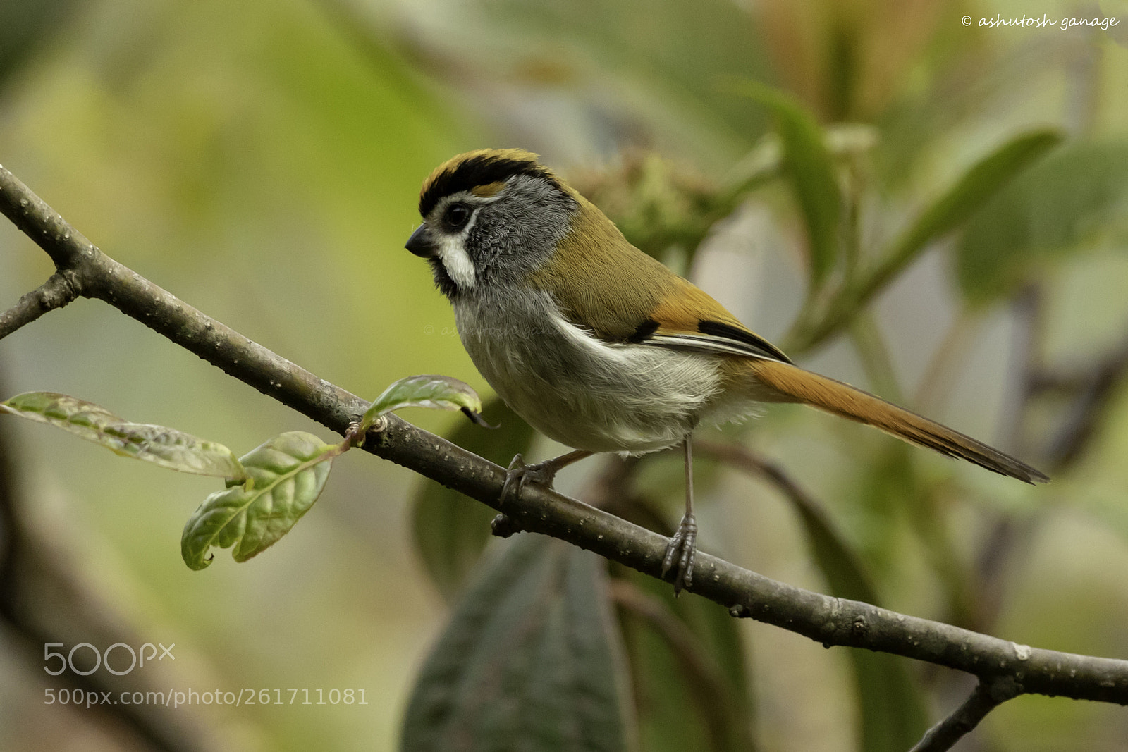 Canon EOS 7D Mark II sample photo. Black throated parrotbill photography