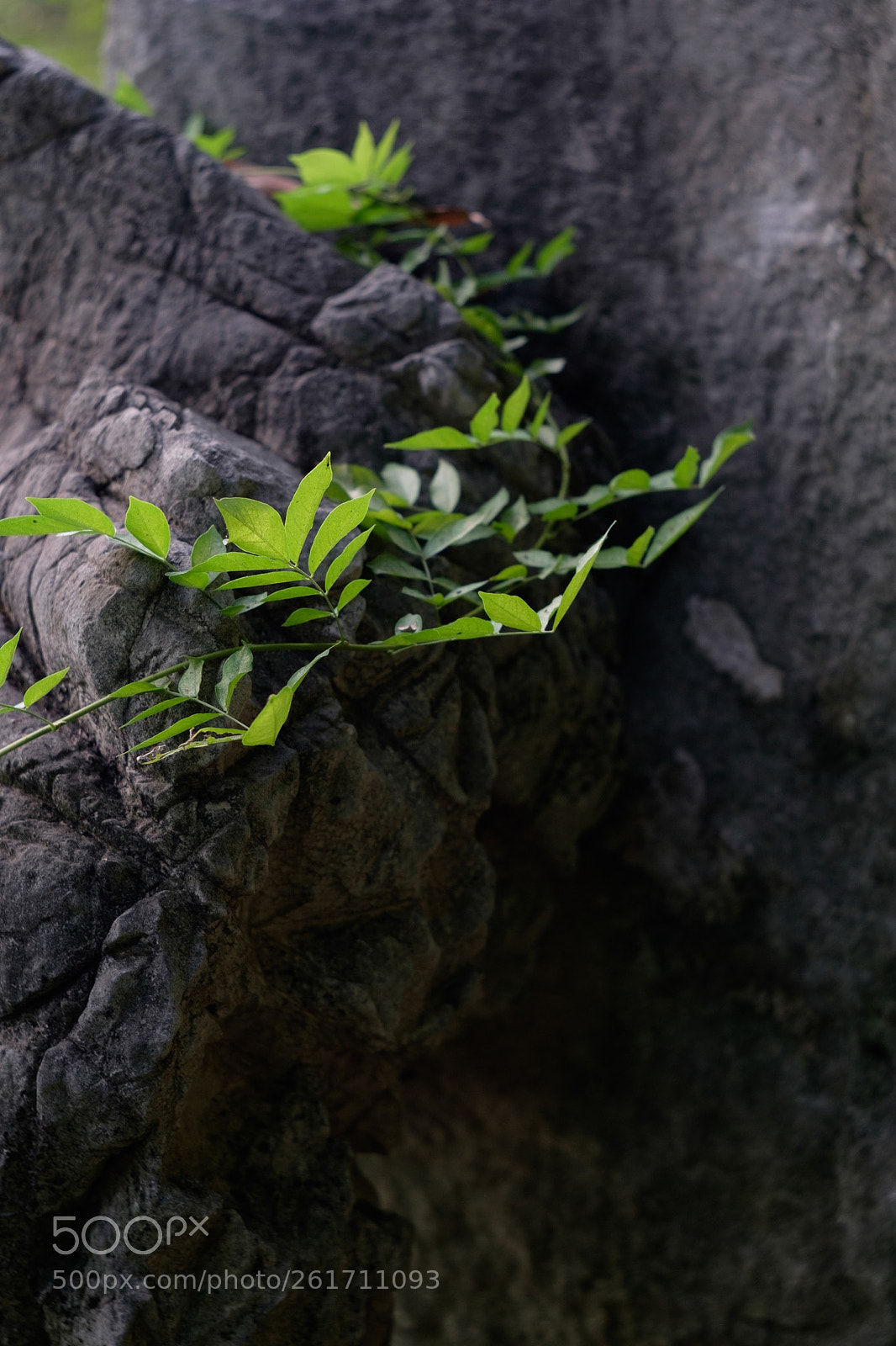 Fujifilm X-T1 sample photo. 岩石上的紫藤 photography