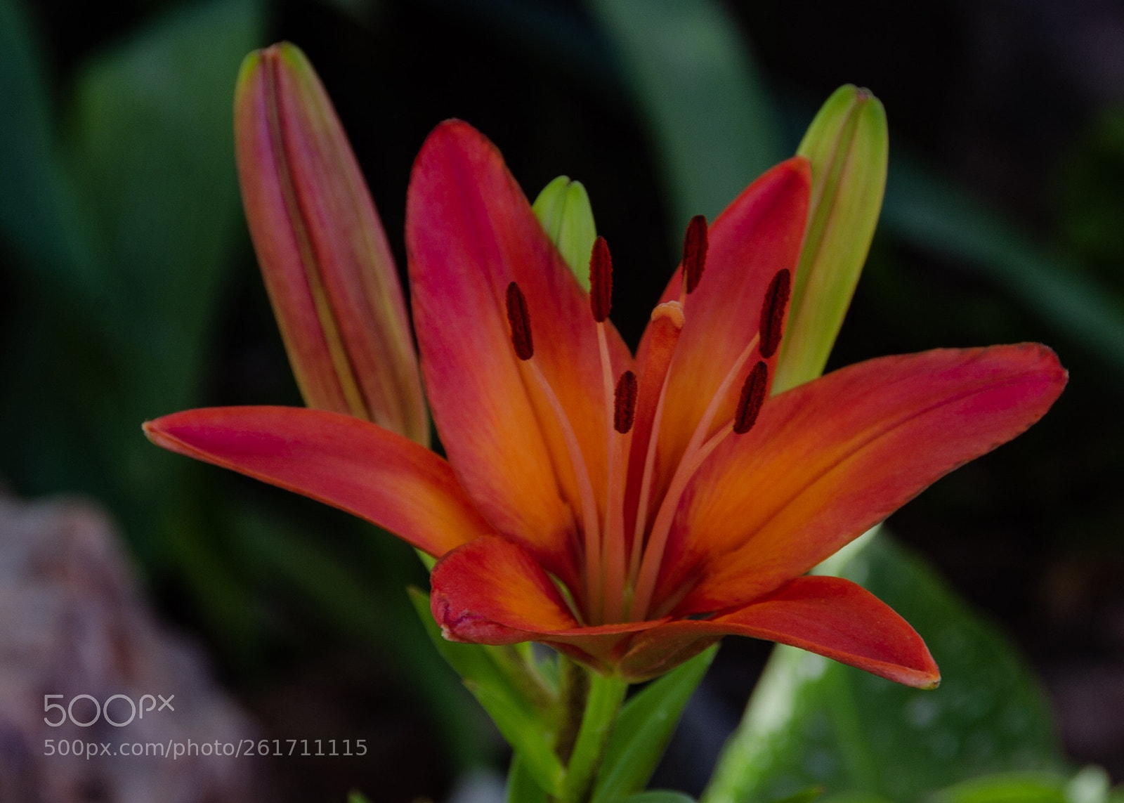 Nikon D7000 sample photo. Beautiful bloom photography