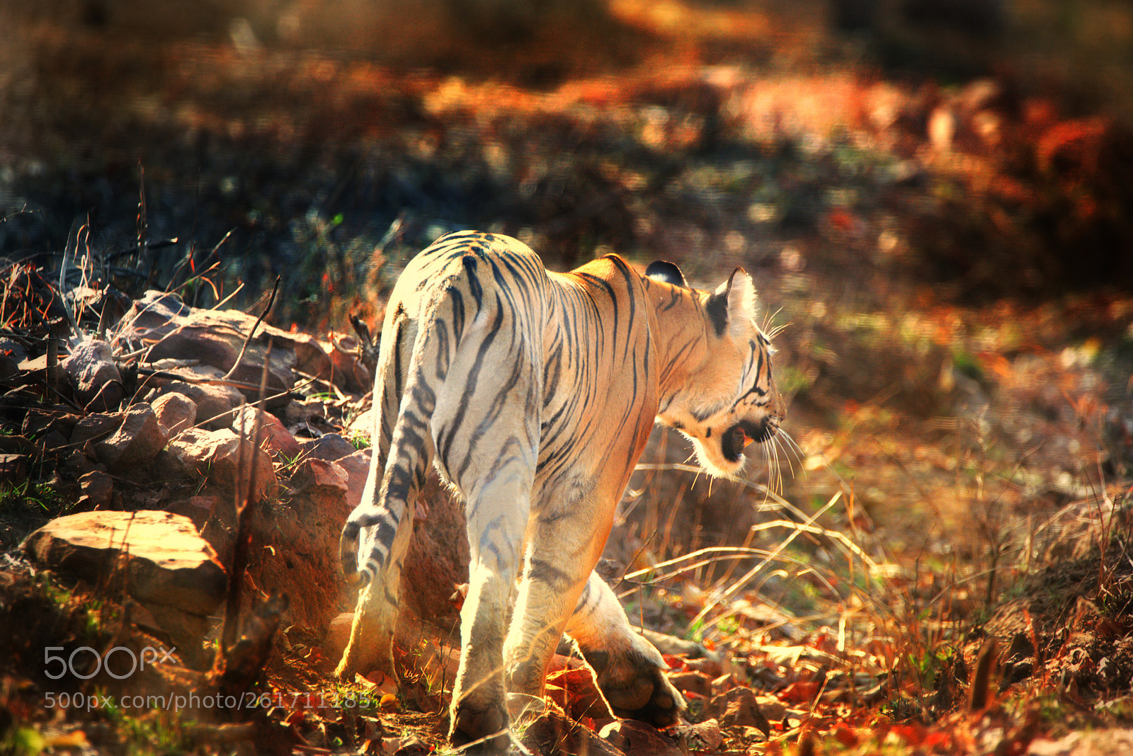 Nikon D610 sample photo. A female tiger spotted photography