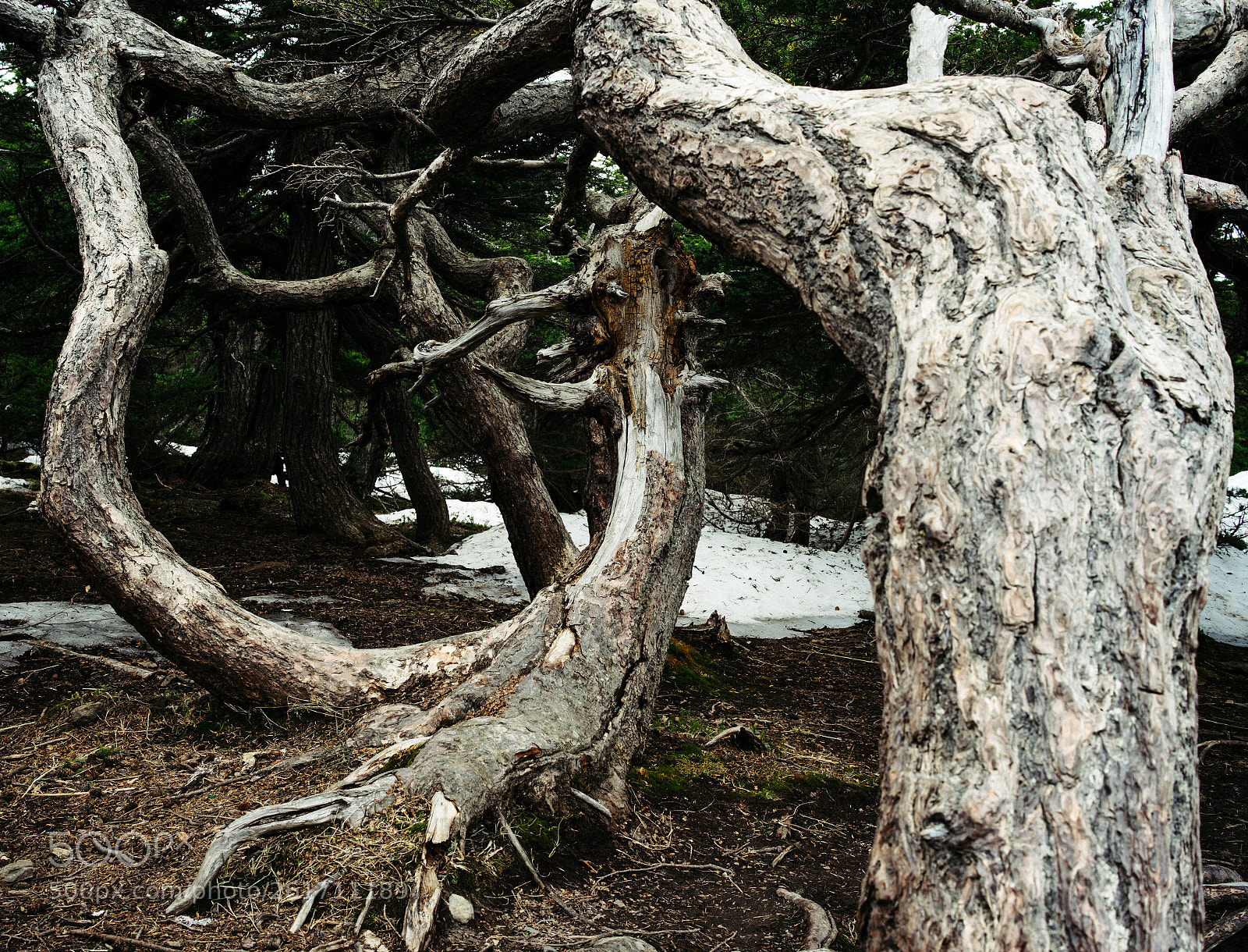 Sony a7 II sample photo. Forest spiral photography