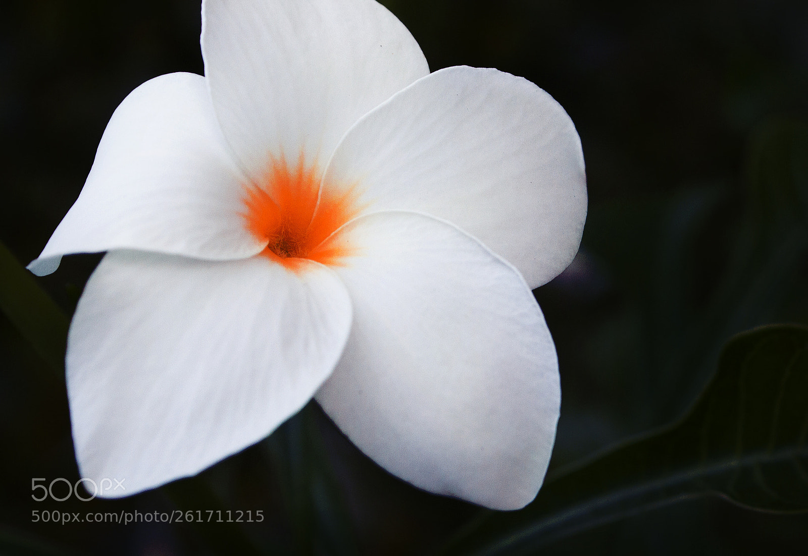 Canon EOS 500D (EOS Rebel T1i / EOS Kiss X3) sample photo. Begonia photography