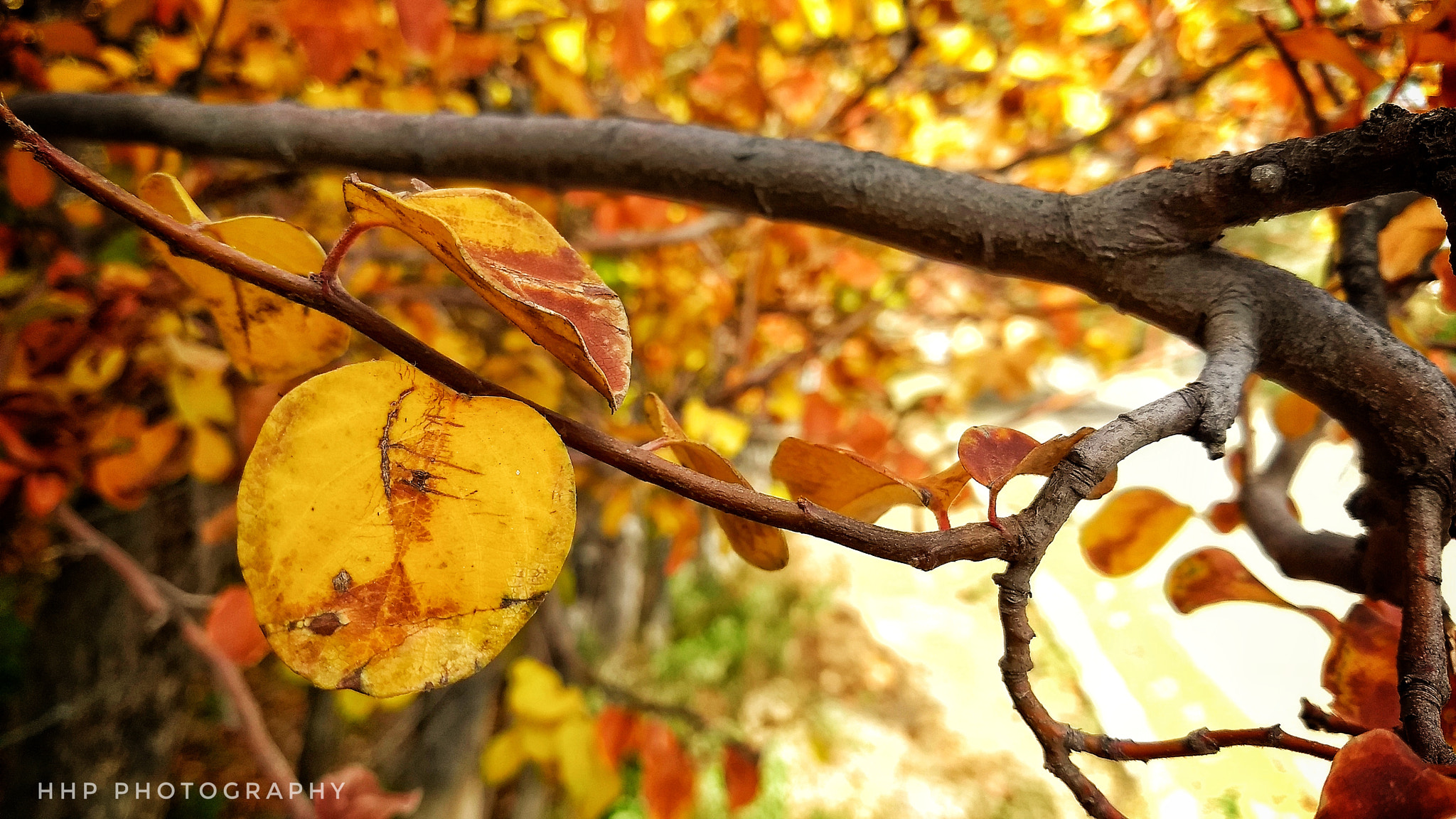 Motorola Moto G (5) Plus sample photo. Golden autumn photography