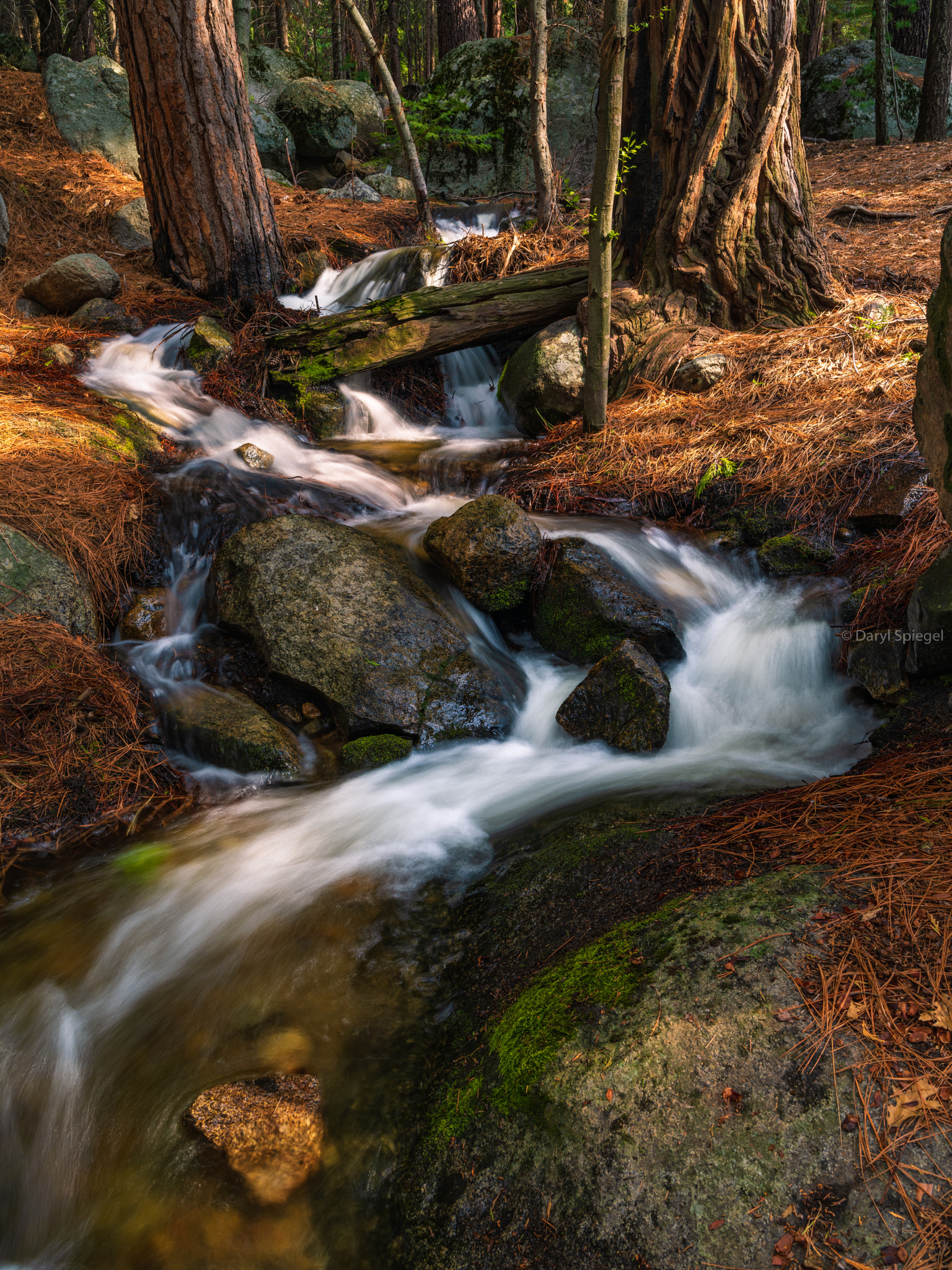 Pentax 645Z sample photo. Exploring the forest photography