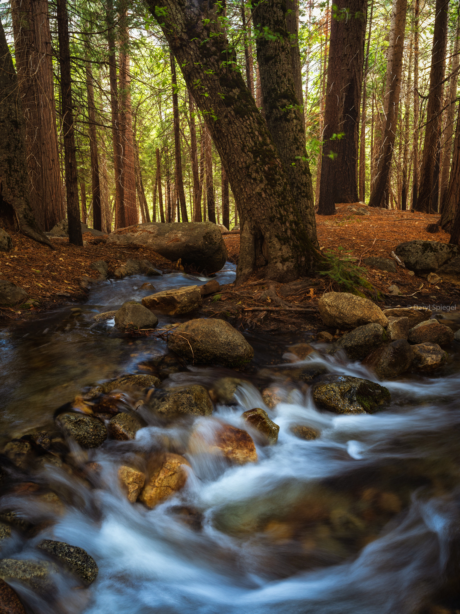 Pentax 645Z sample photo. Exploring the forest photography