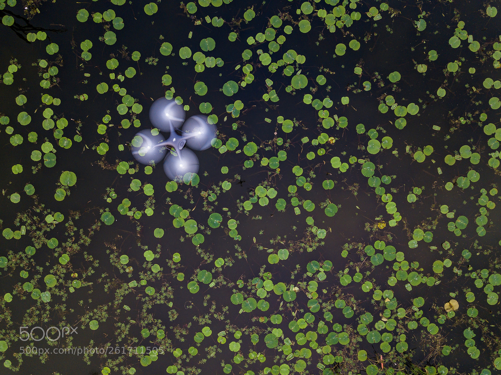 DJI FC220 sample photo. Let's flap photography