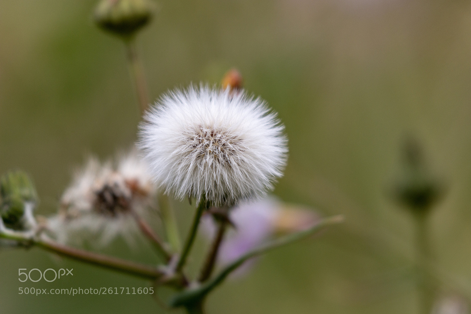 Canon EOS 70D sample photo. Dandelion  photography