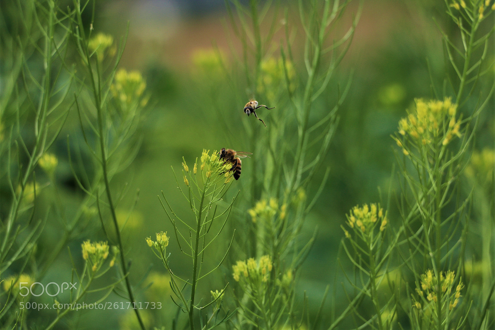 Canon EOS 80D sample photo. Wild bee photography