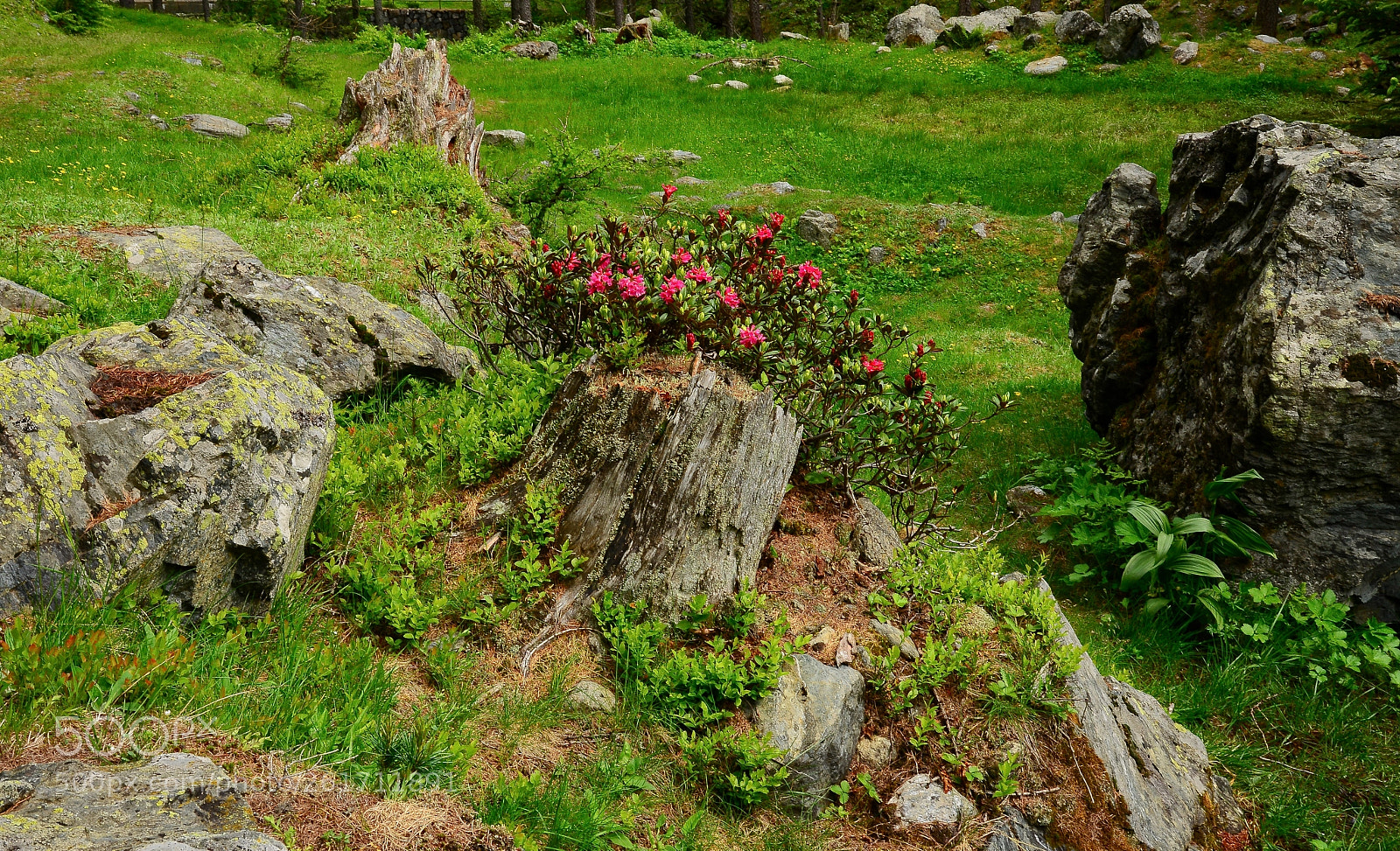 Nikon D610 sample photo. Untitled photography