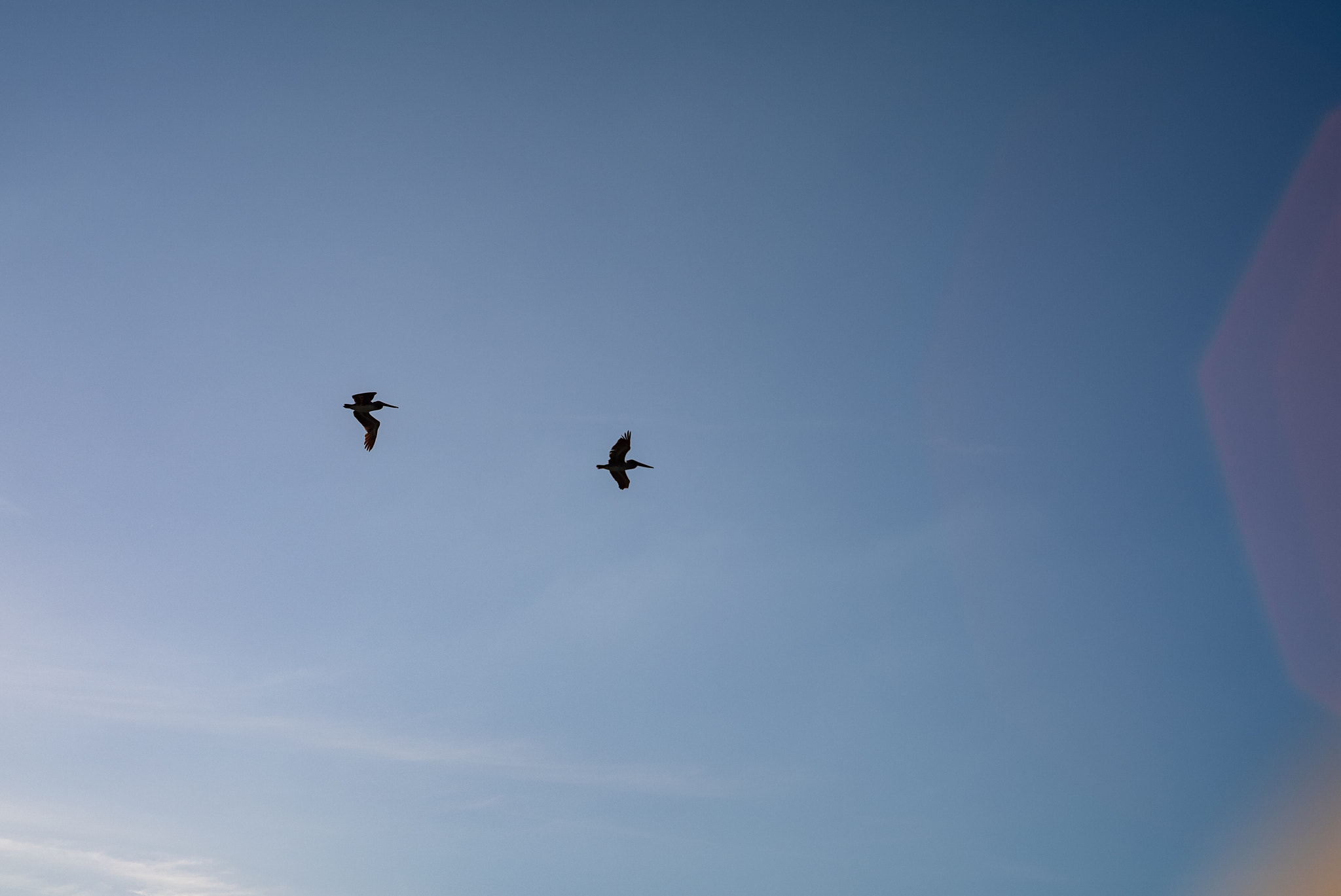 Fujifilm X-H1 sample photo. Pelicans photography
