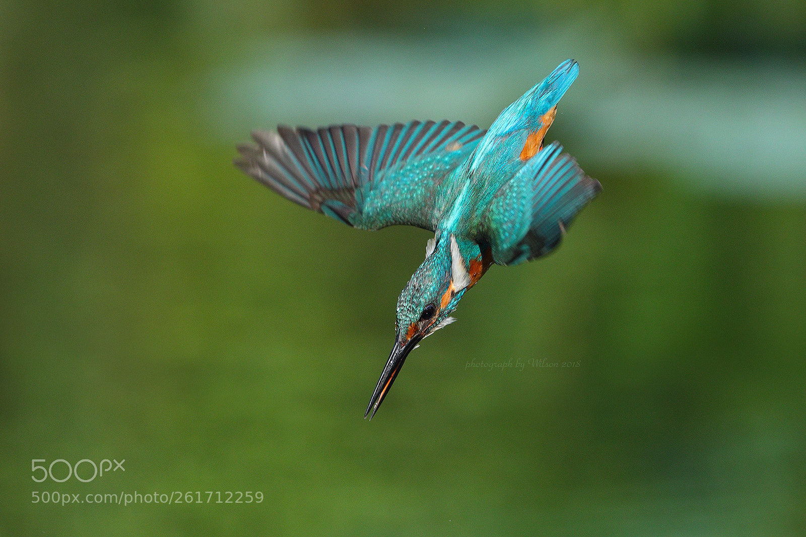 Canon EOS-1D X Mark II sample photo. Alcedo atthis photography
