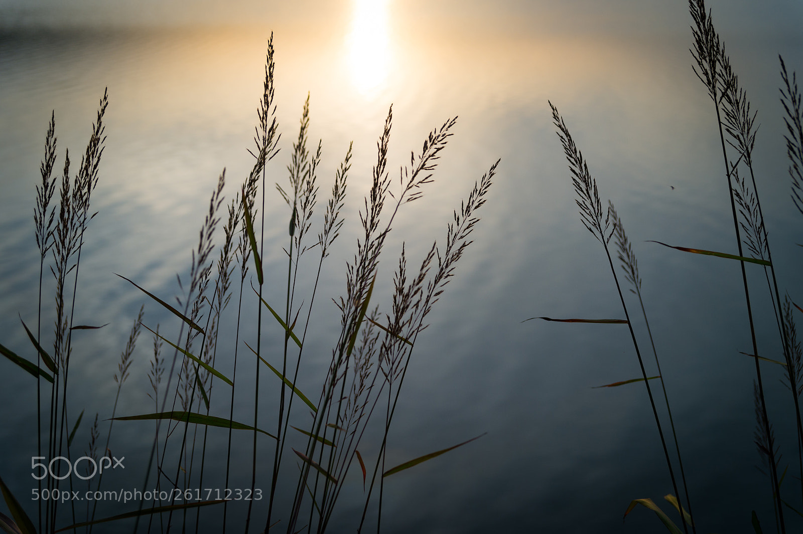 Nikon Df sample photo. Reeds in autumn sunset photography