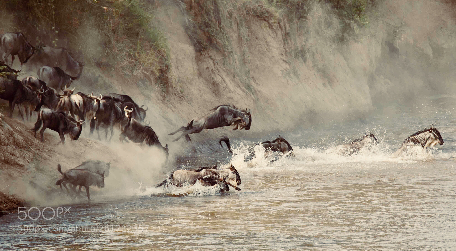 Nikon D4 sample photo. Migration  photography