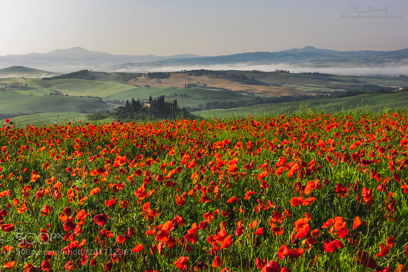 Canon EOS 80D sample photo. Belvedere poppies photography