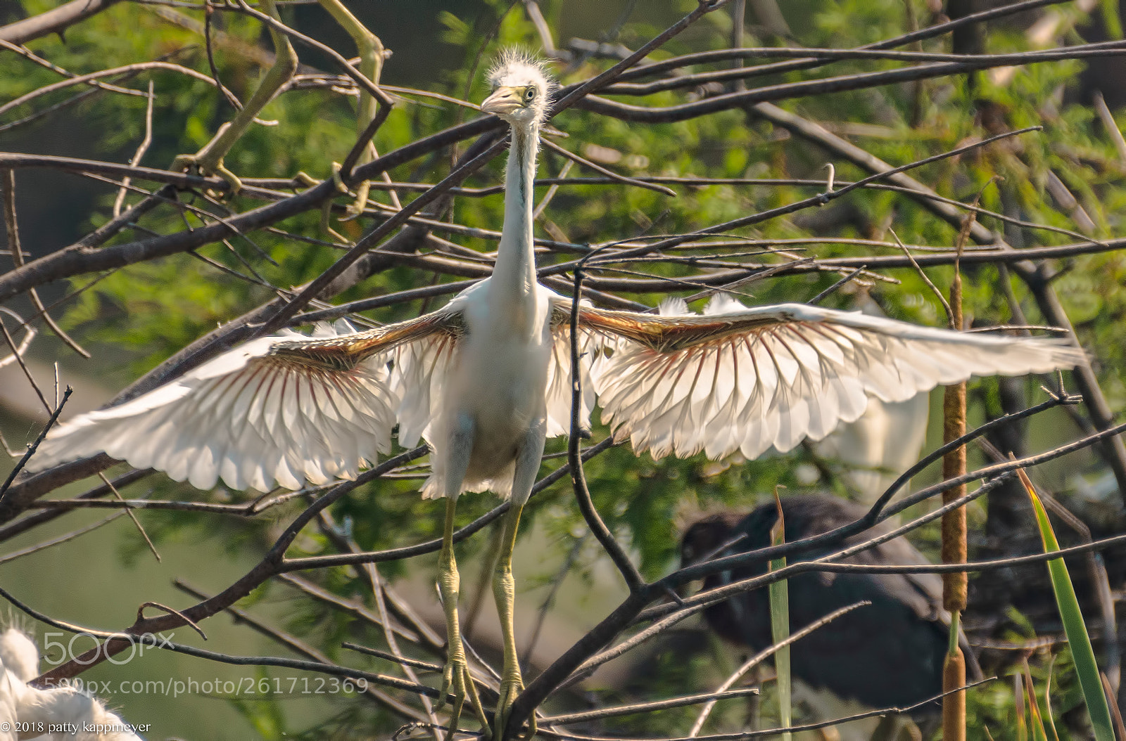 Nikon D7200 sample photo. Little blue heron fledgling photography