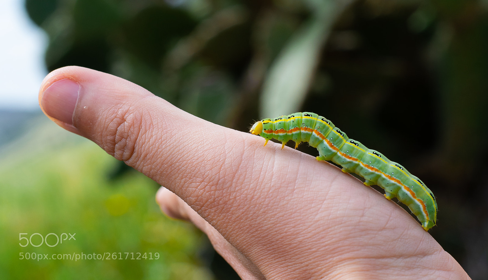 Nikon D5300 sample photo. Green larva photography