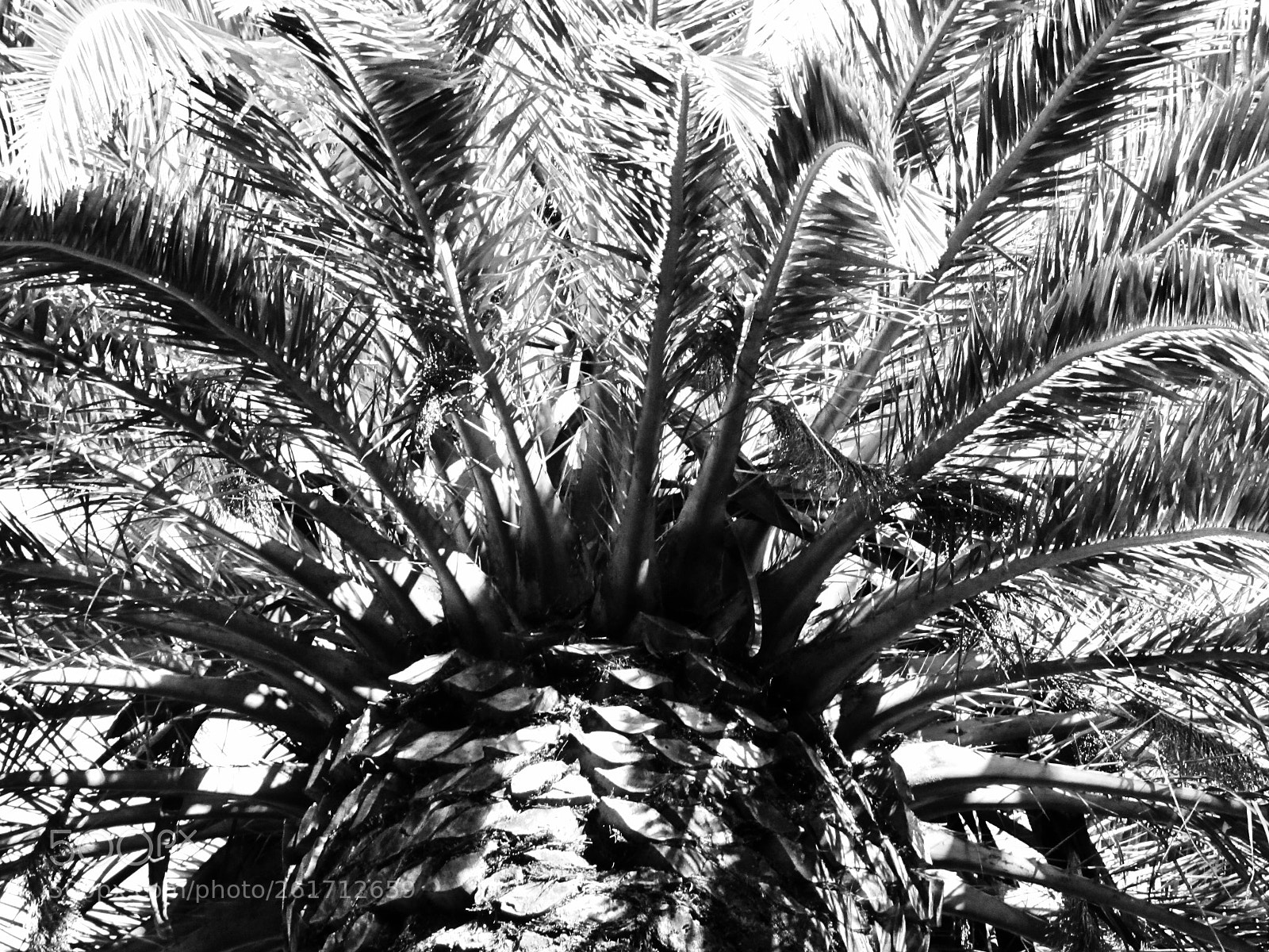 Canon PowerShot SX20 IS sample photo. Palm in b&w photography