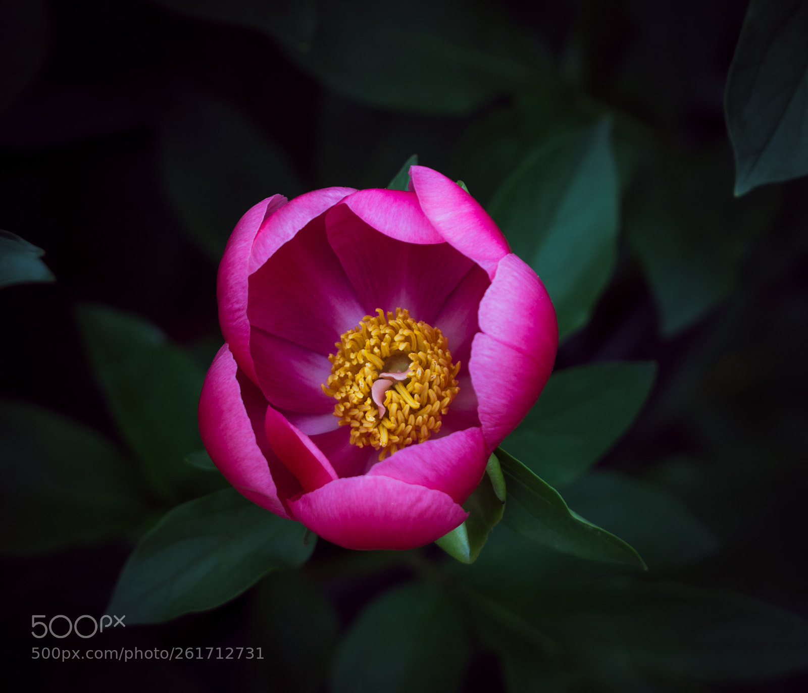 Sony a6000 sample photo. Flower photography