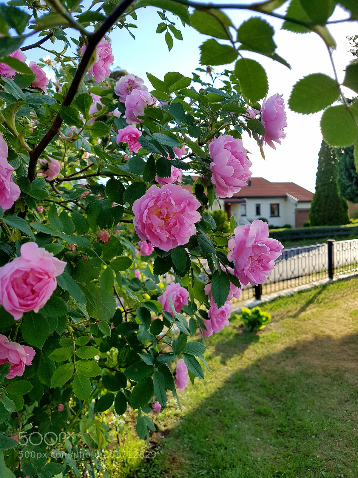 Samsung Galaxy S7 Edge sample photo. Pink roses photography