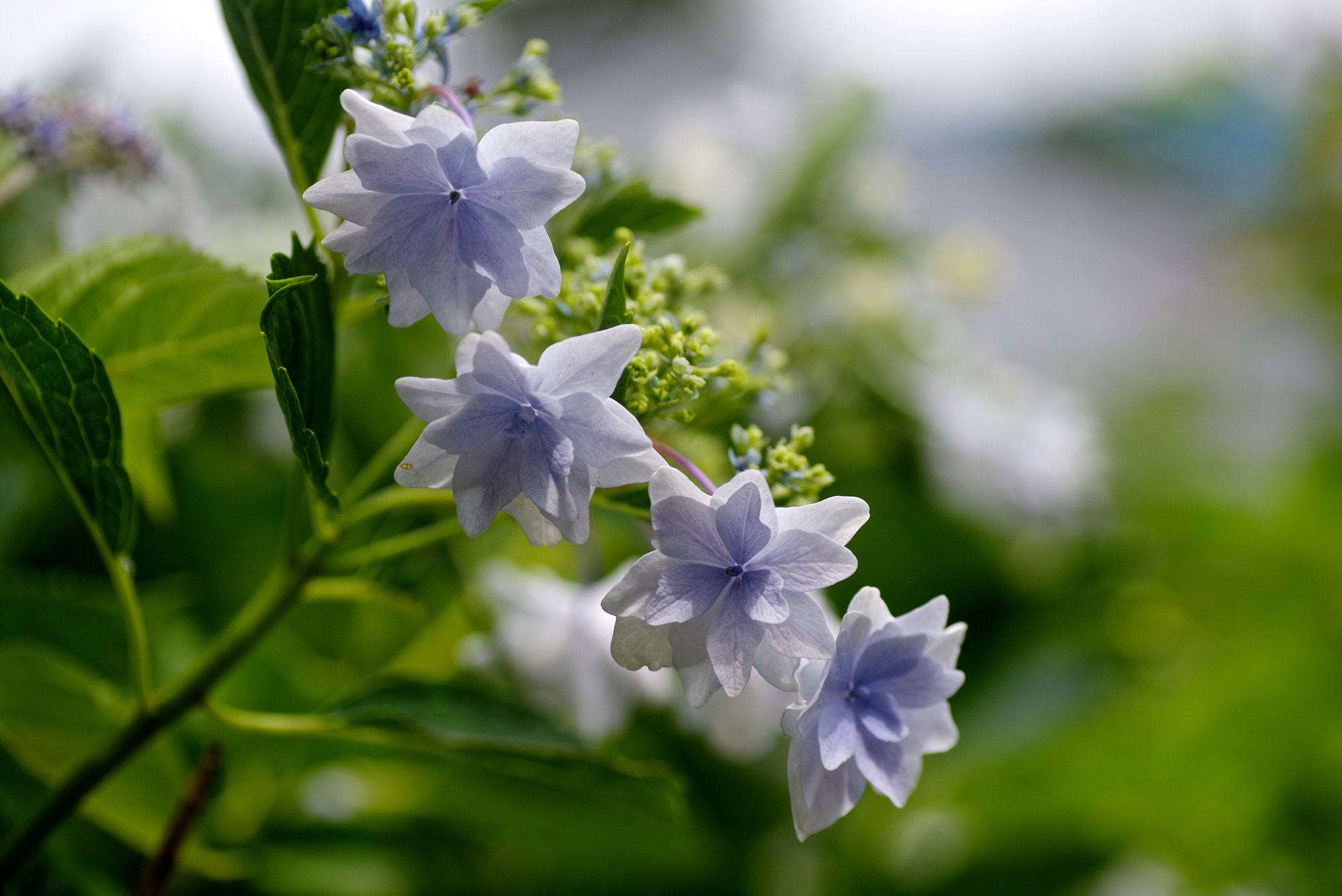 Pentax K-1 sample photo. Under the sky photography