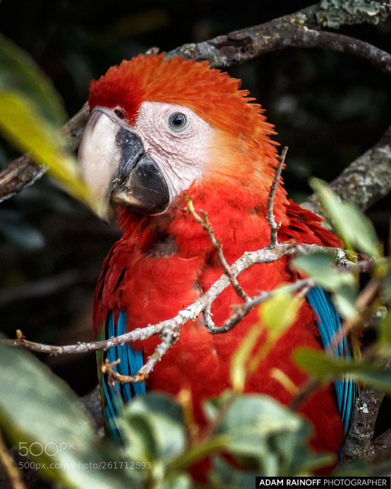 Canon EOS 70D sample photo. Scarlet macaw la macarena photography