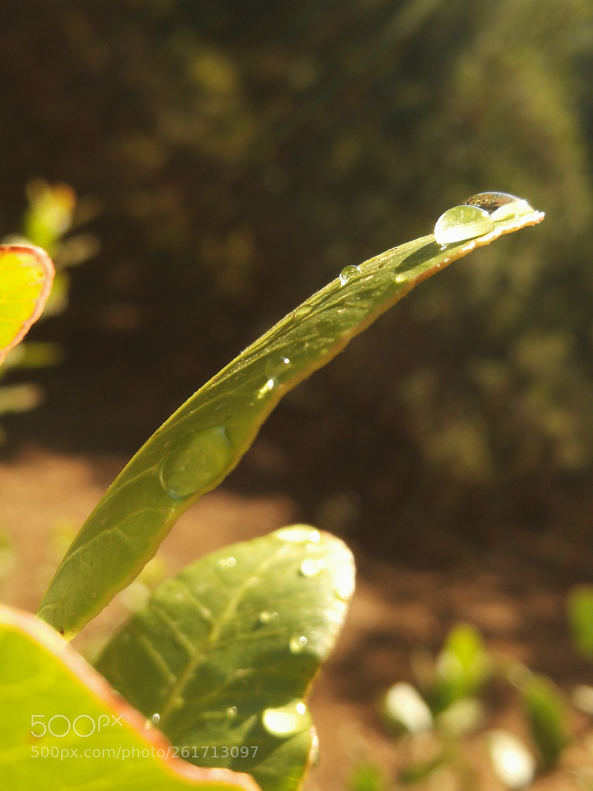 HUAWEI P10 sample photo. Little drop photography