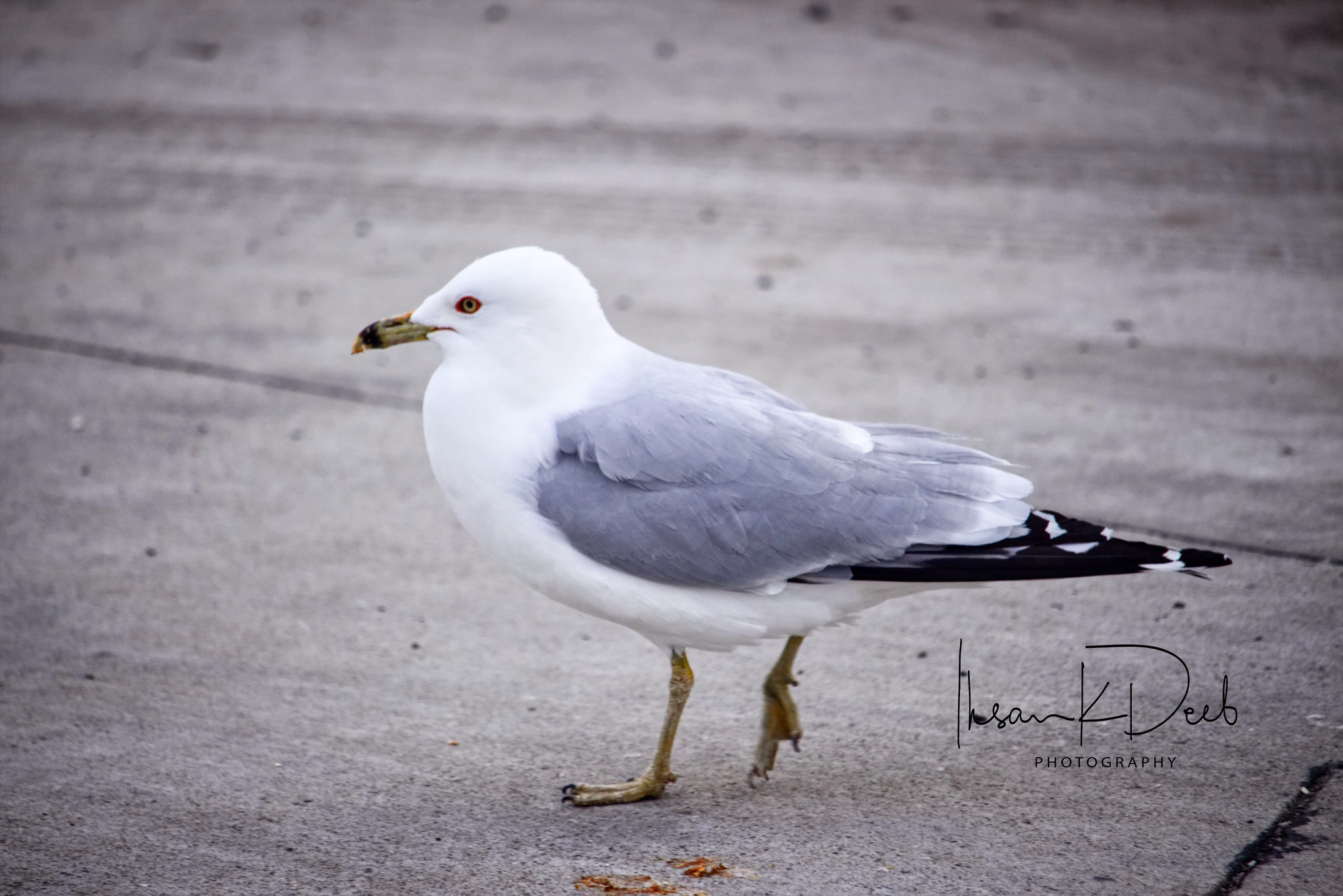 Canon EOS 700D (EOS Rebel T5i / EOS Kiss X7i) sample photo. Beautiful seagull hunting for food photography
