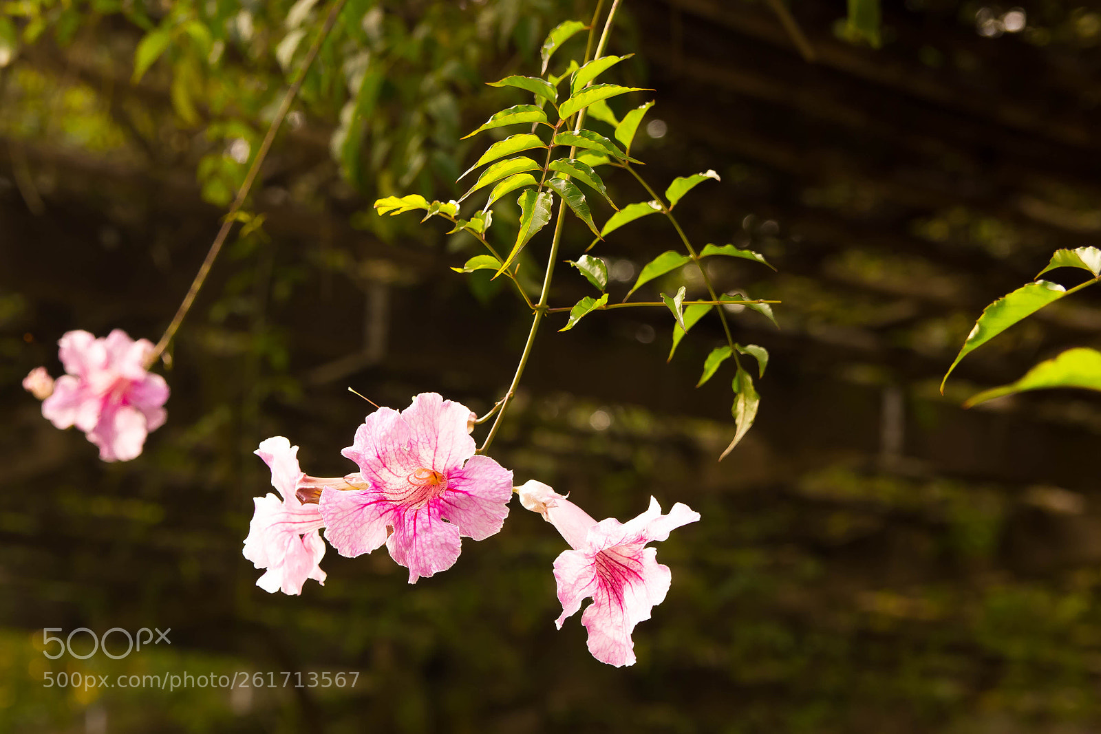 Canon EOS 550D (EOS Rebel T2i / EOS Kiss X4) sample photo. Botanical garden of brazil photography