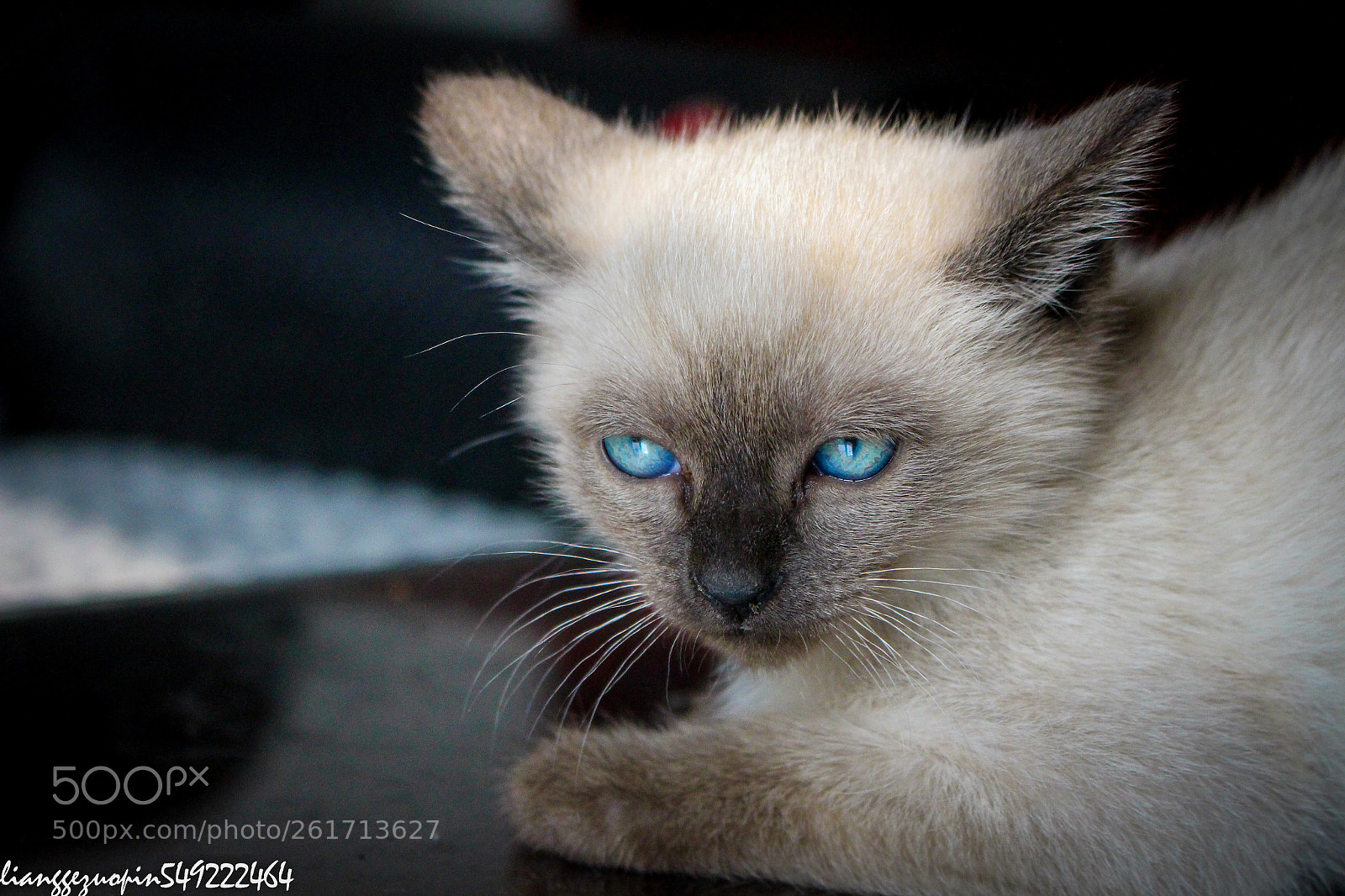 Canon EOS 700D (EOS Rebel T5i / EOS Kiss X7i) sample photo. 猫咪和犬 photography