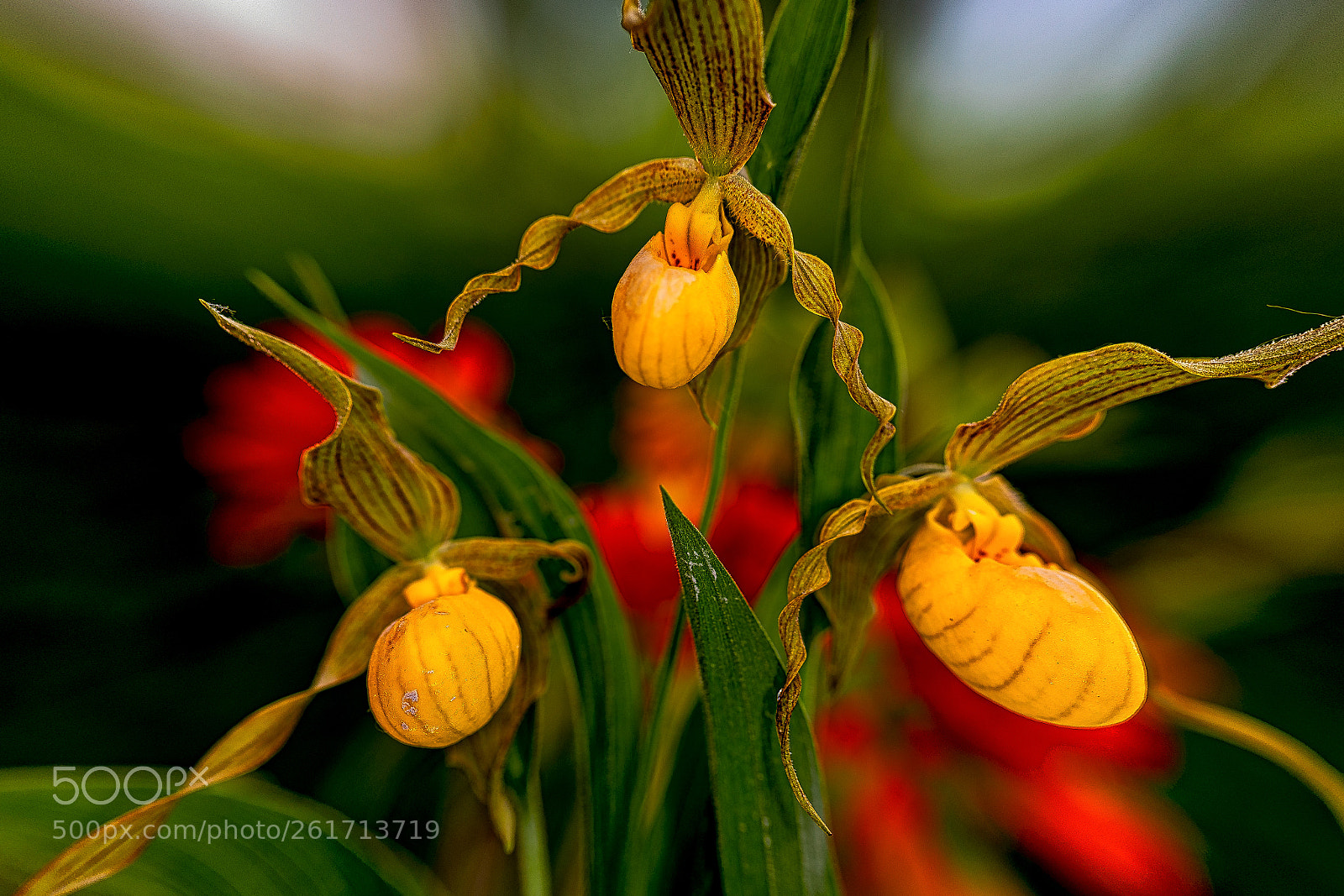 Canon EOS 5D Mark IV sample photo. Lady slippers photography