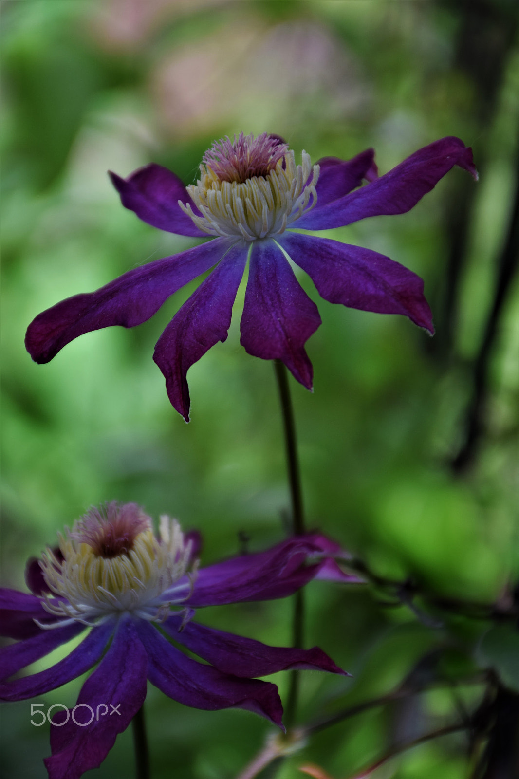 Nikon D3300 sample photo. Clématite photography