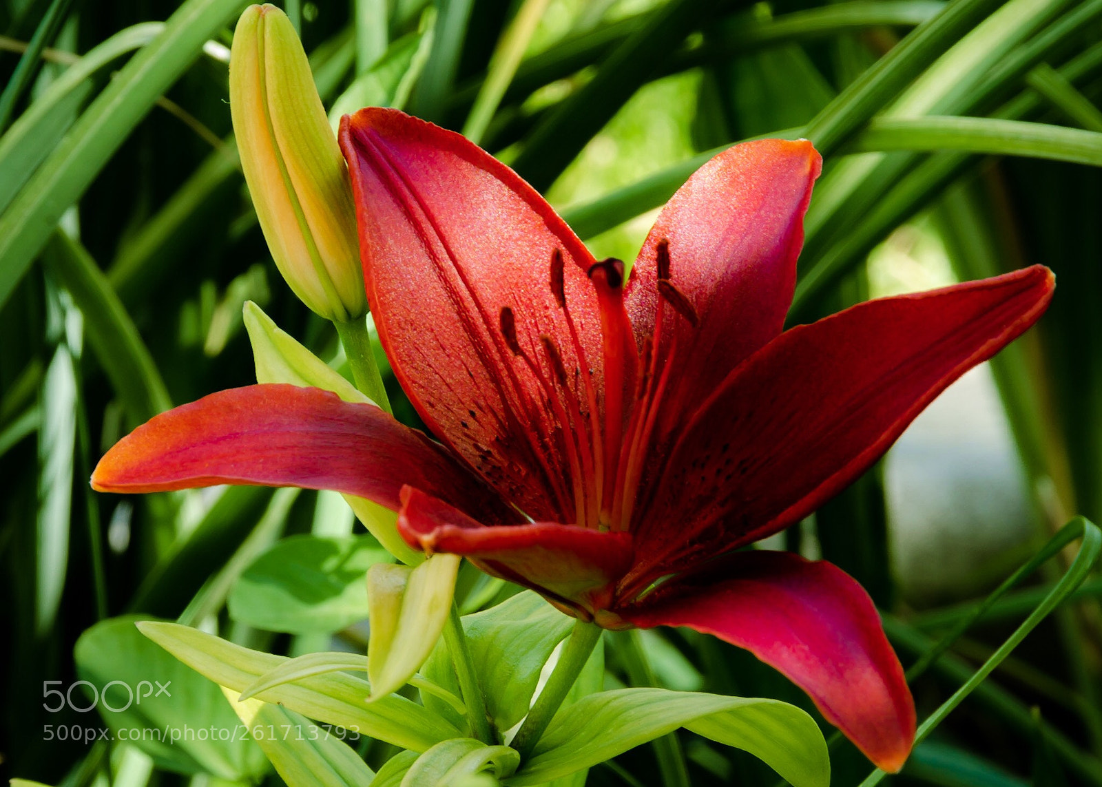 Nikon D7000 sample photo. So beautiful! photography