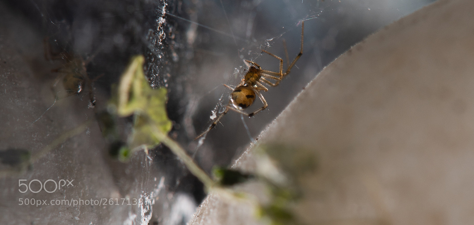 Nikon D750 sample photo. Araña en casa photography