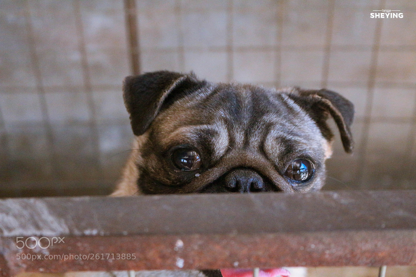 Canon EOS 700D (EOS Rebel T5i / EOS Kiss X7i) sample photo. 我们的朋友 photography