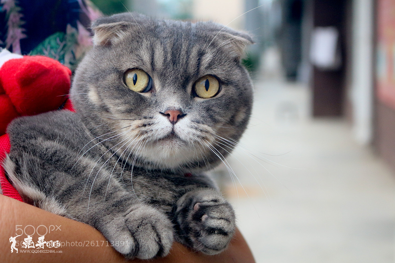 Canon EOS 700D (EOS Rebel T5i / EOS Kiss X7i) sample photo. 我们的朋友 photography