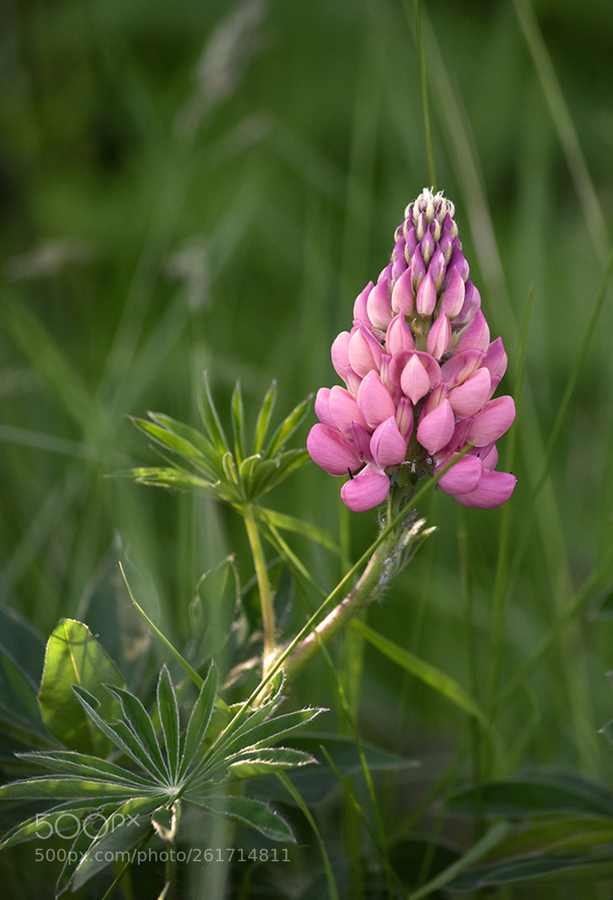 Nikon D3400 sample photo. Pink lupine photography