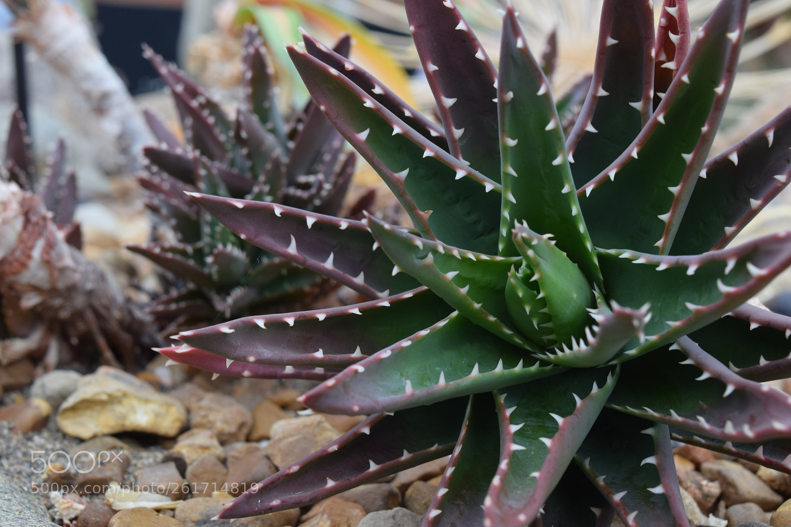 Nikon D3300 sample photo. Dsc photography
