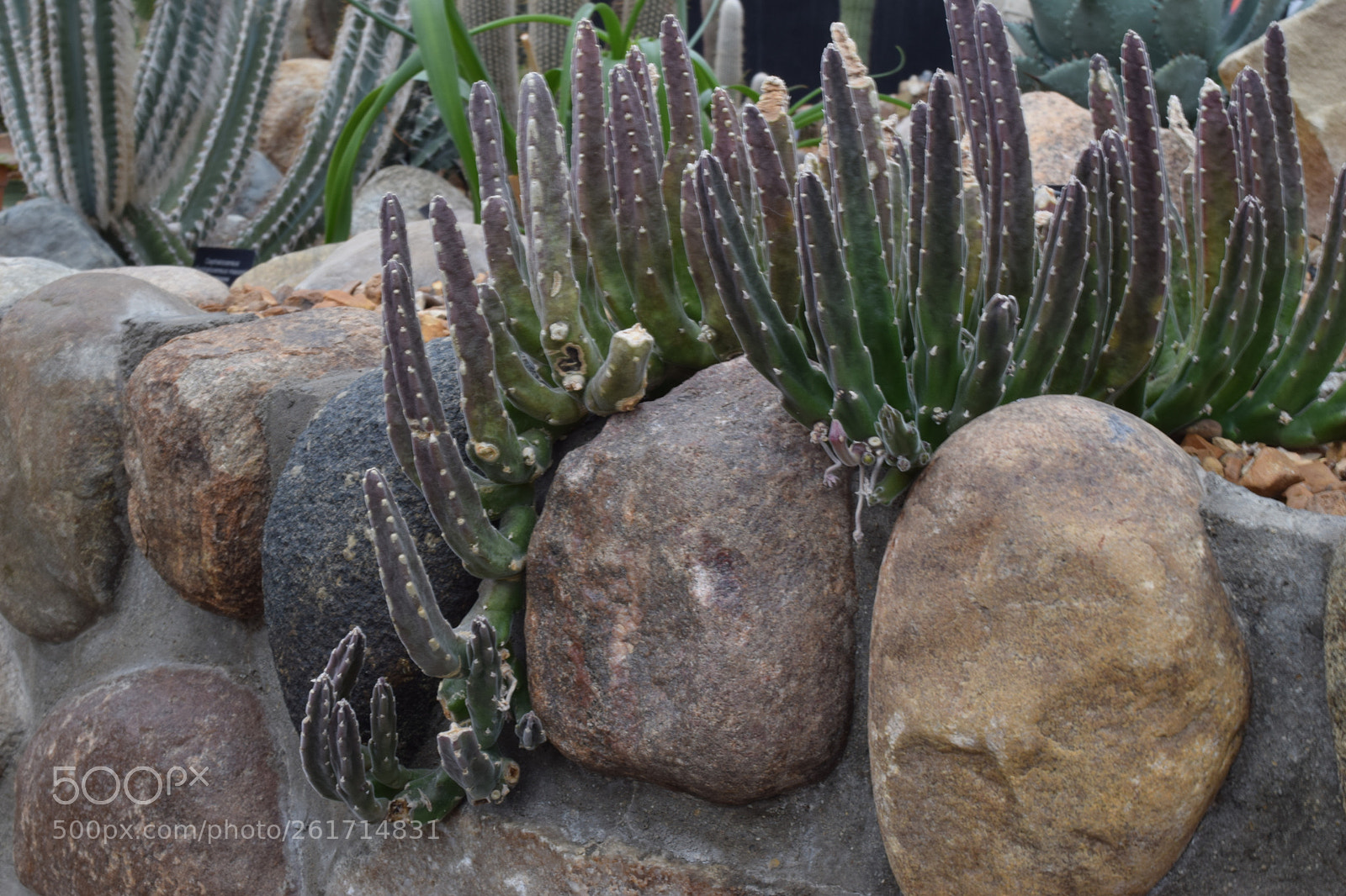 Nikon D3300 sample photo. Dsc photography