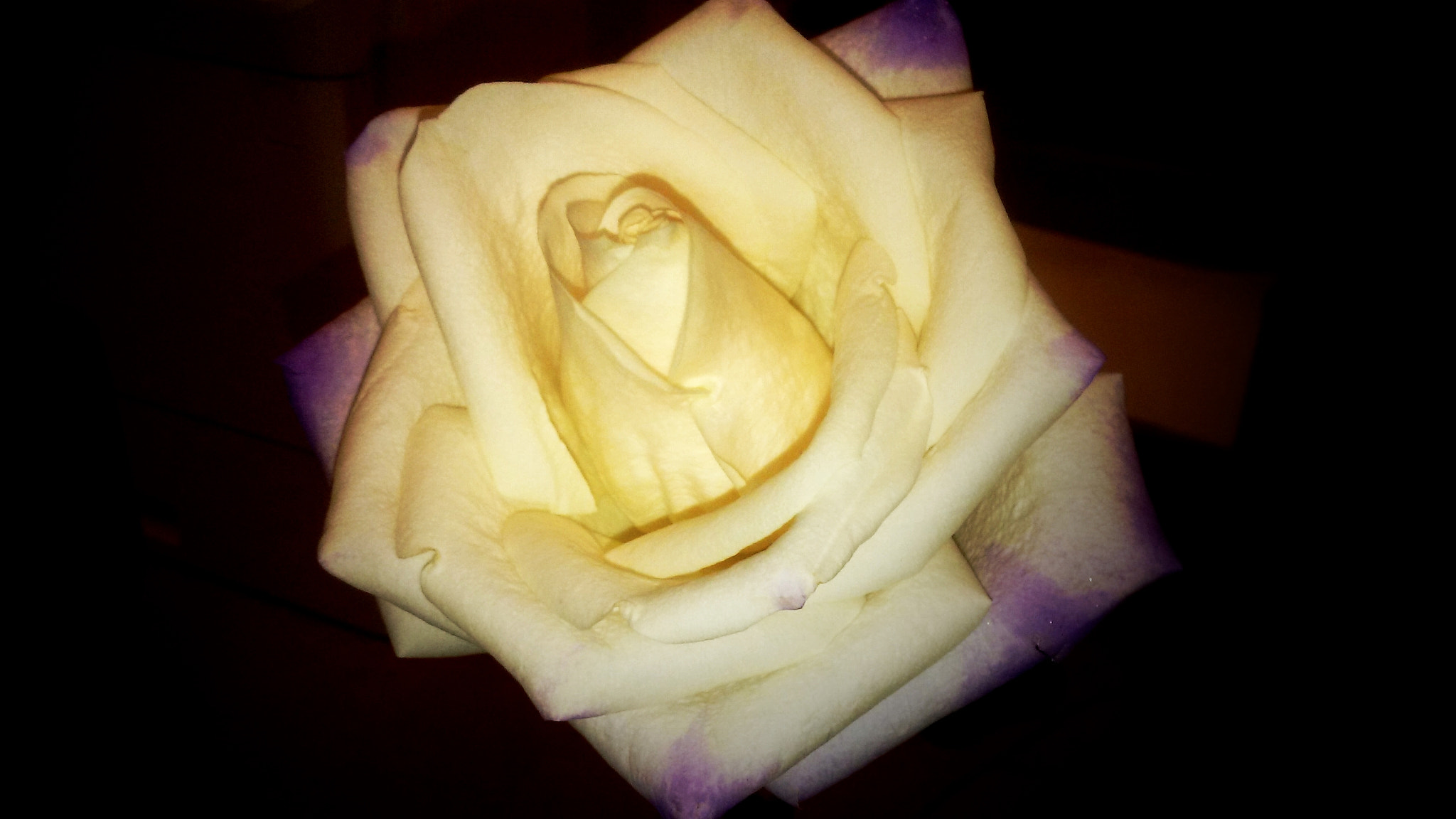 LG TREASURE sample photo. Unexpected rose photography