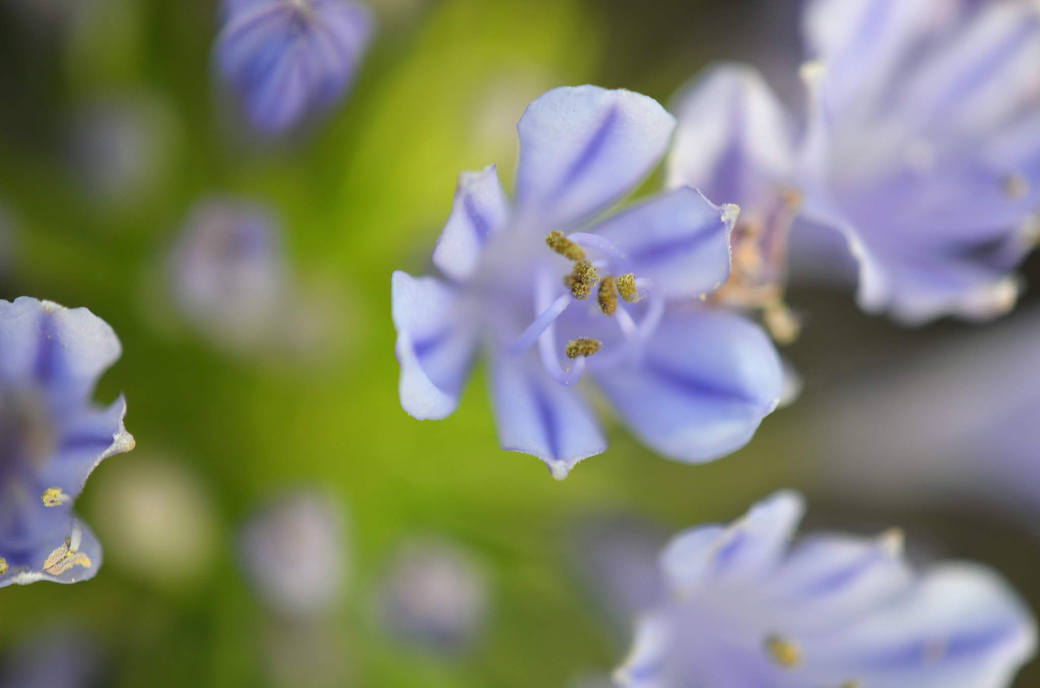 Nikon D5100 + Nikon AF-S DX Micro-Nikkor 85mm F3.5G ED VR sample photo. Flower bunch photography