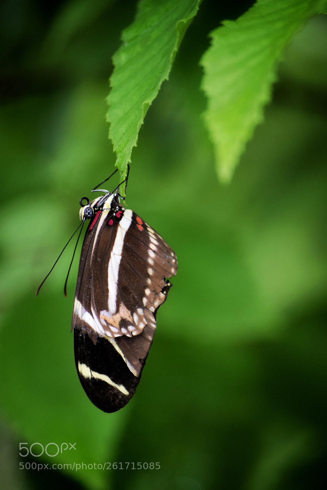 Nikon D3300 sample photo. Butterfly  photography
