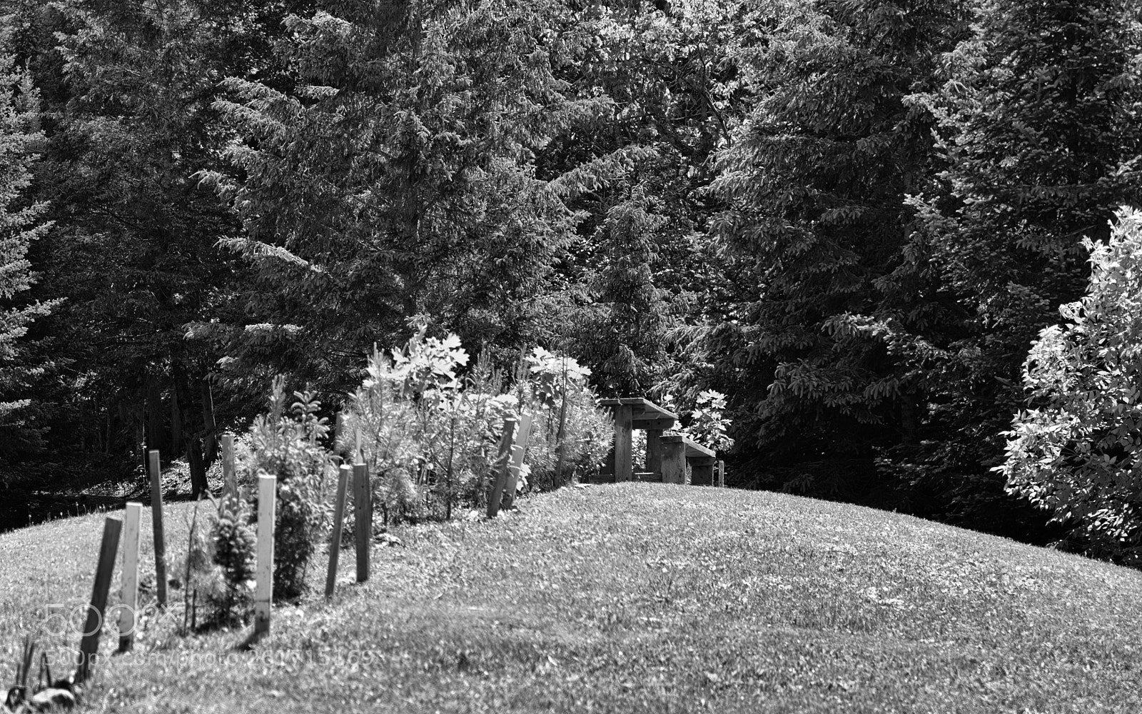 Nikon D610 sample photo. Perspective of canadian spring photography