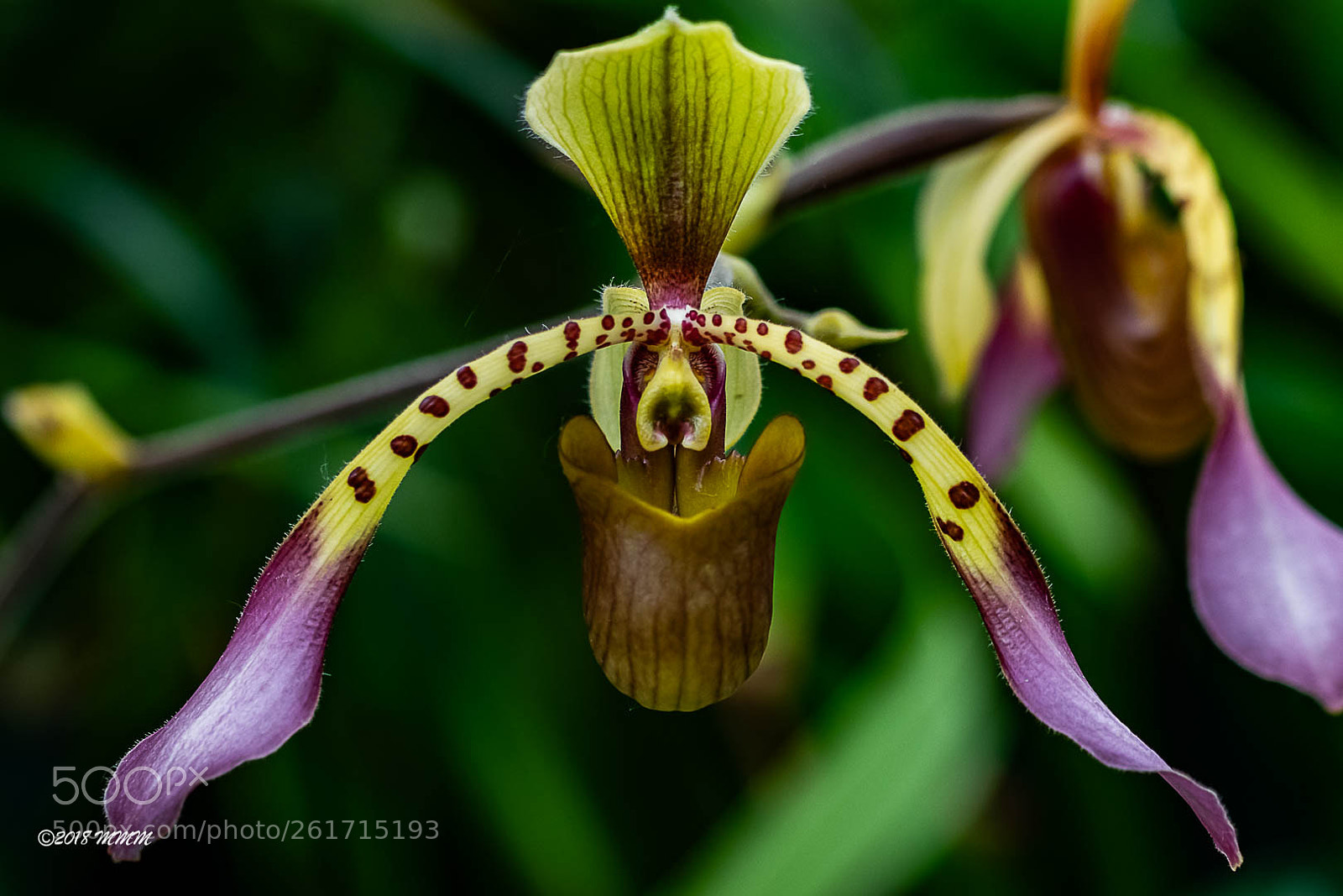 Canon EOS 77D (EOS 9000D / EOS 770D) sample photo. Orchidius photography