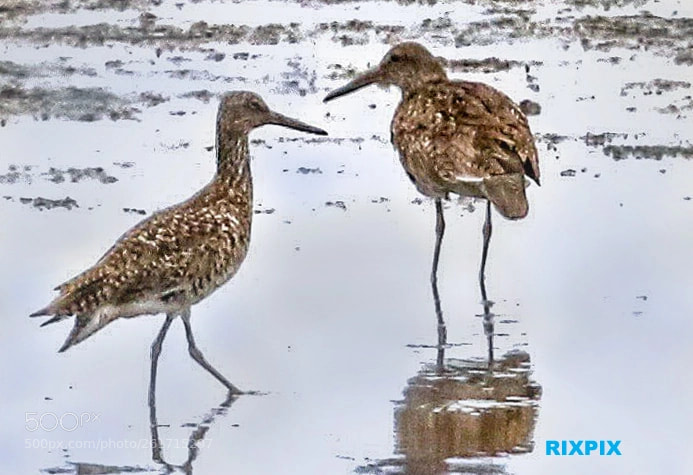 Canon EOS 7D Mark II sample photo. Two willets photography