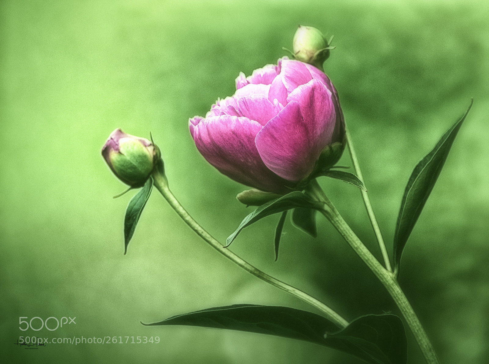 Nikon D810 sample photo. Peony photography