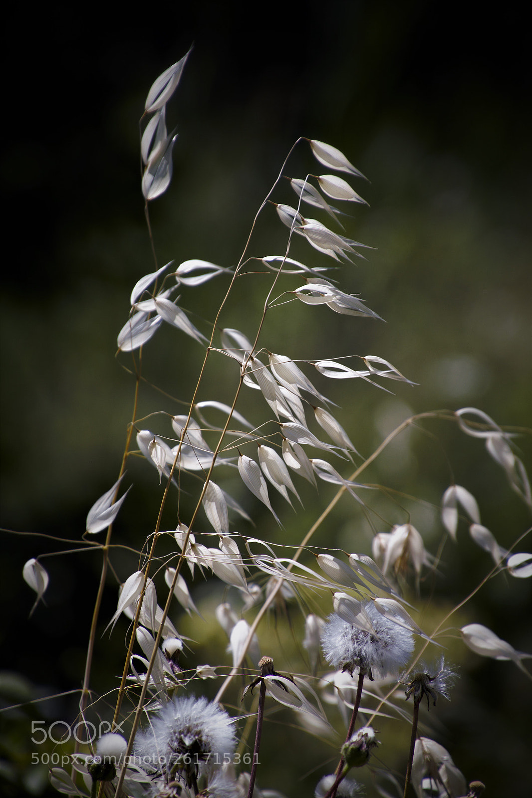 Canon EOS 550D (EOS Rebel T2i / EOS Kiss X4) sample photo. Planta seca photography