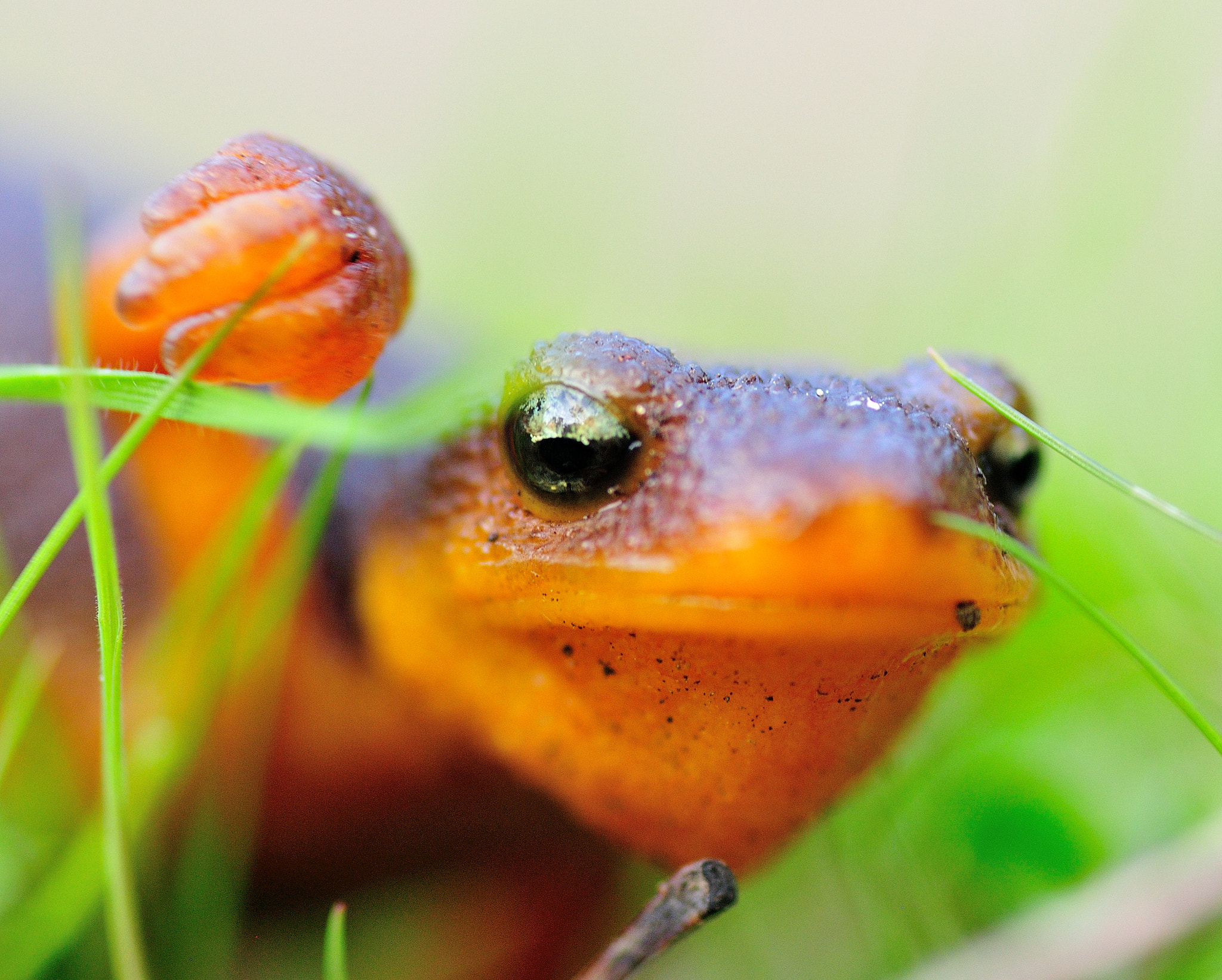 Nikon D300S sample photo. Walking newt photography