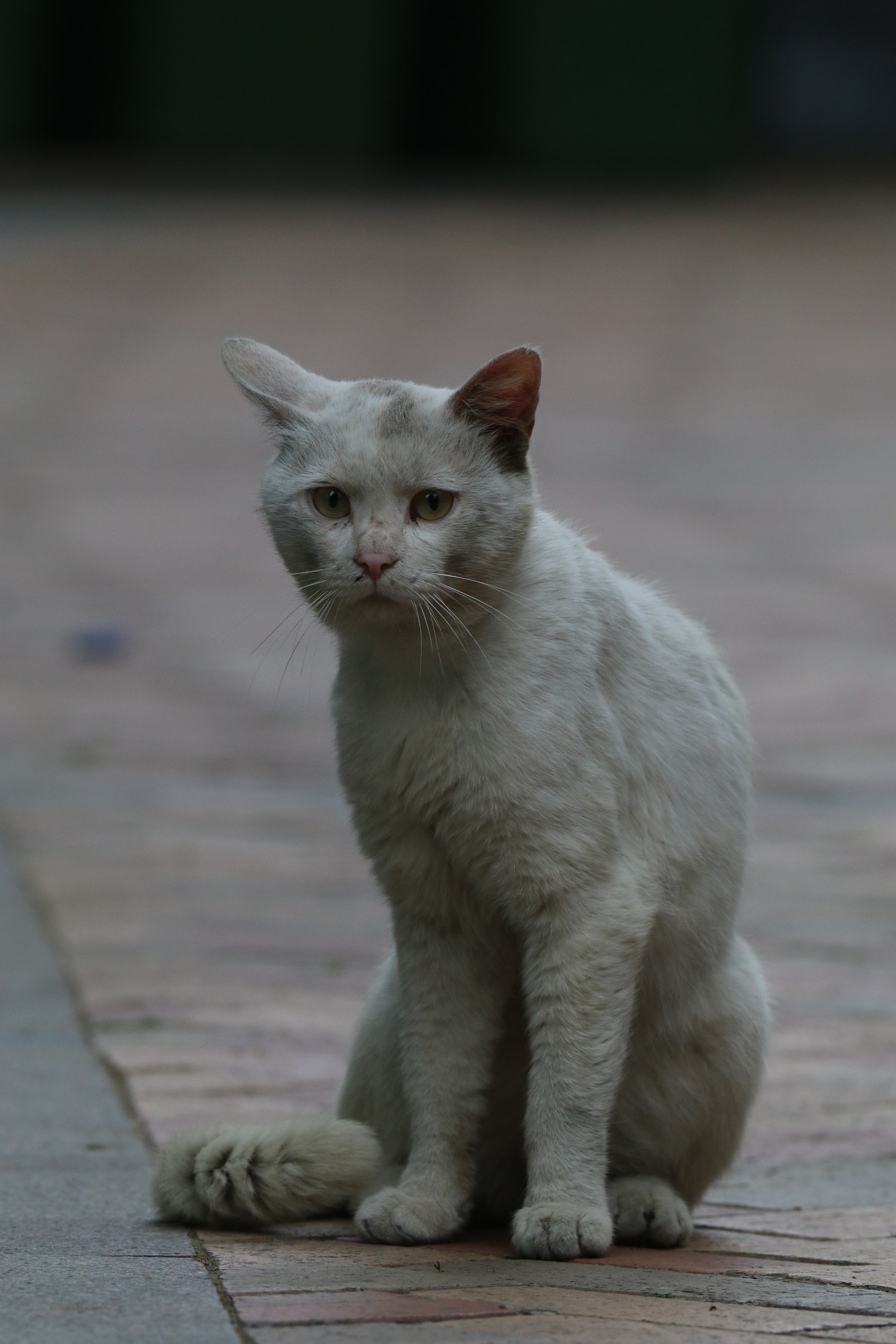 Tamron SP 150-600mm F5-6.3 Di VC USD sample photo. 怀疑猫生a cat that questions his life photography