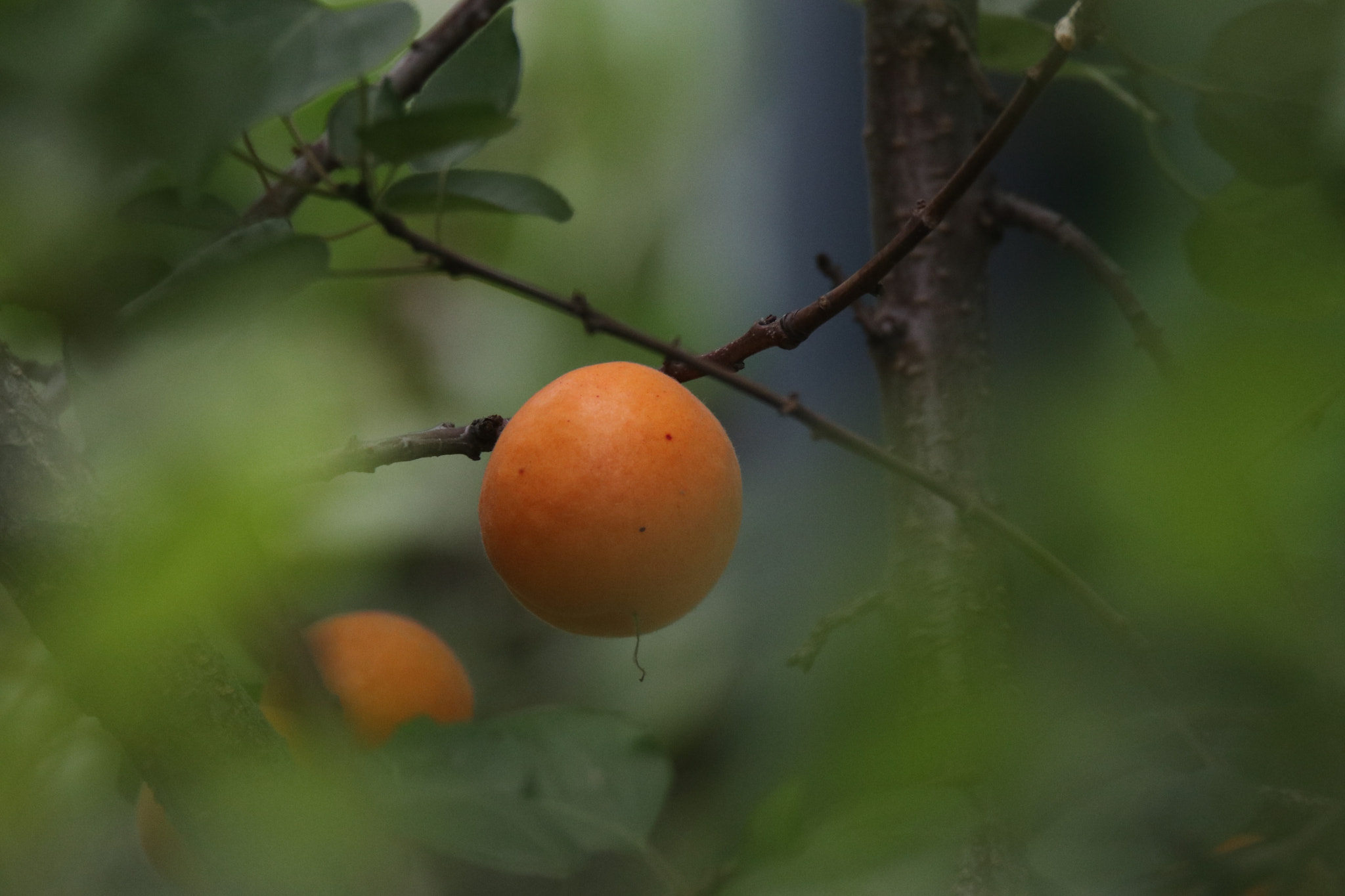 Tamron SP 150-600mm F5-6.3 Di VC USD sample photo. 夏的果实the fruit of summer photography