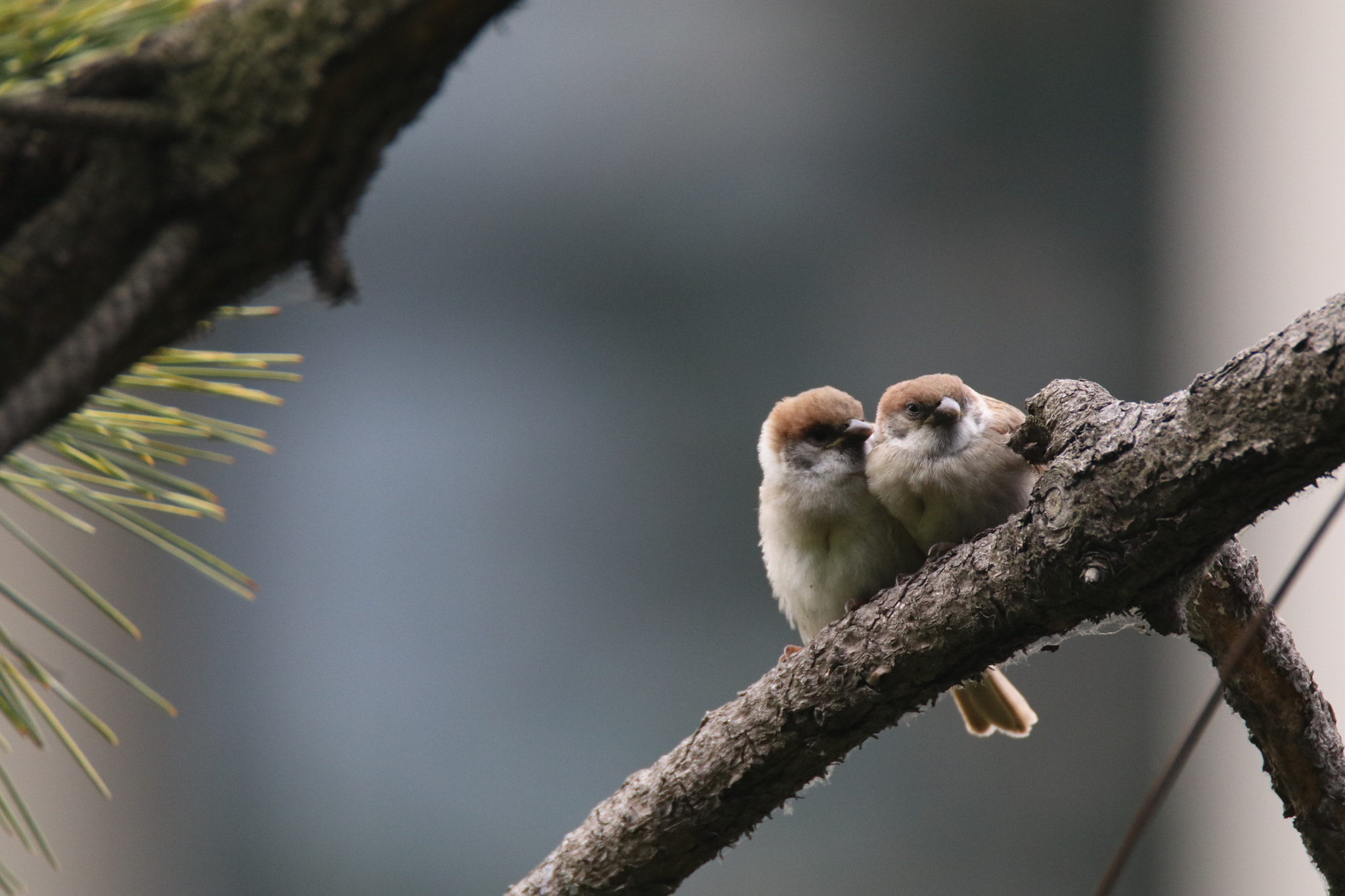 Tamron SP 150-600mm F5-6.3 Di VC USD sample photo. 相偎相依snuggle up to each other photography
